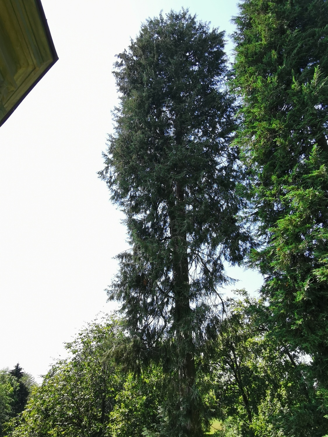 Chamaecyparis lawsoniana 'Alumii' - Dießen - August 2024
