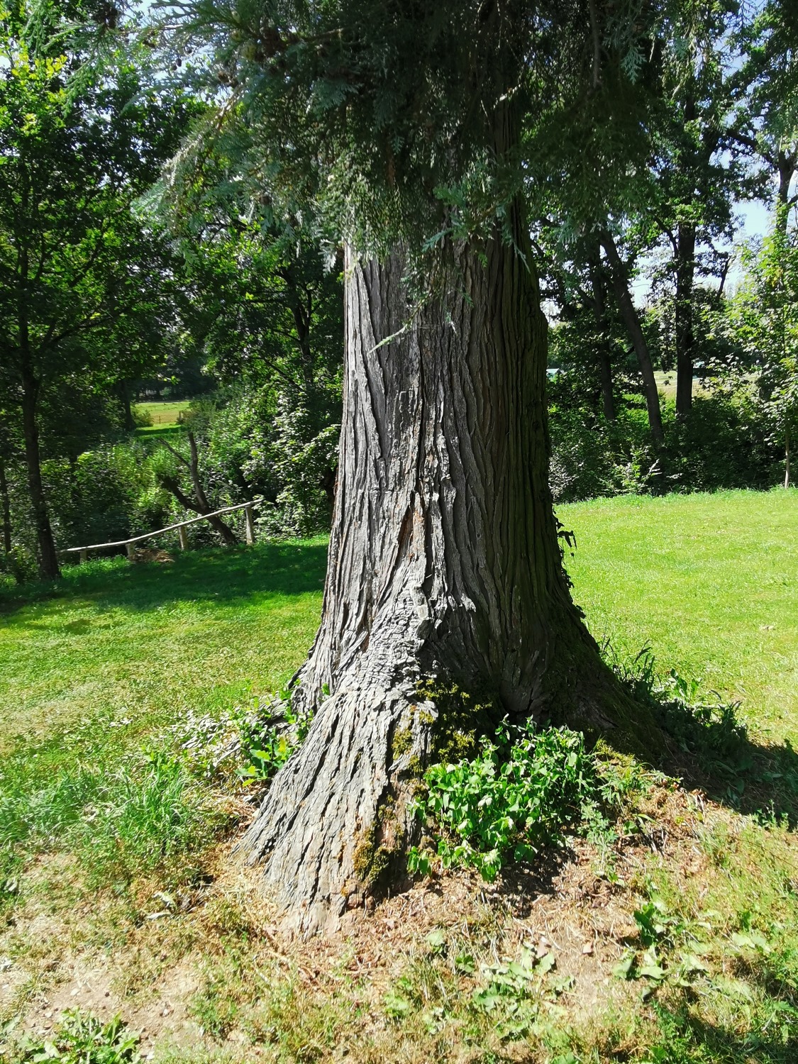 Chamaecyparis lawsoniana 'Alumii' - Dießen - August 2024
