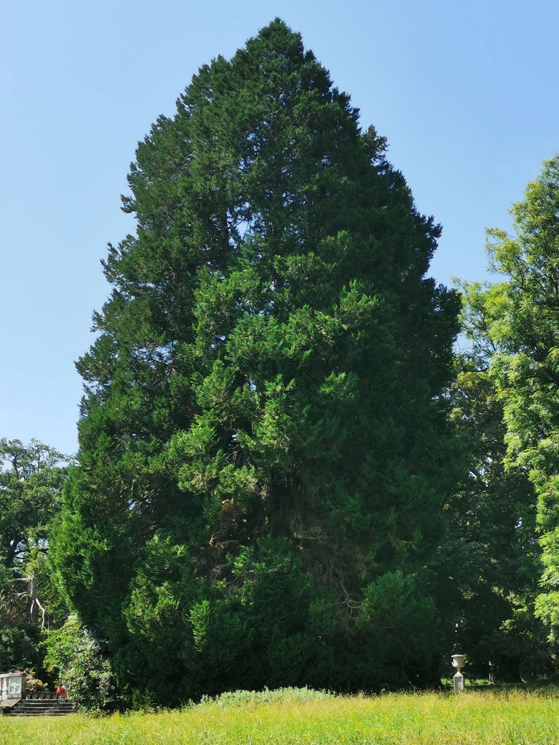 Chamaecyparis thyoides - Dießen - August 2024