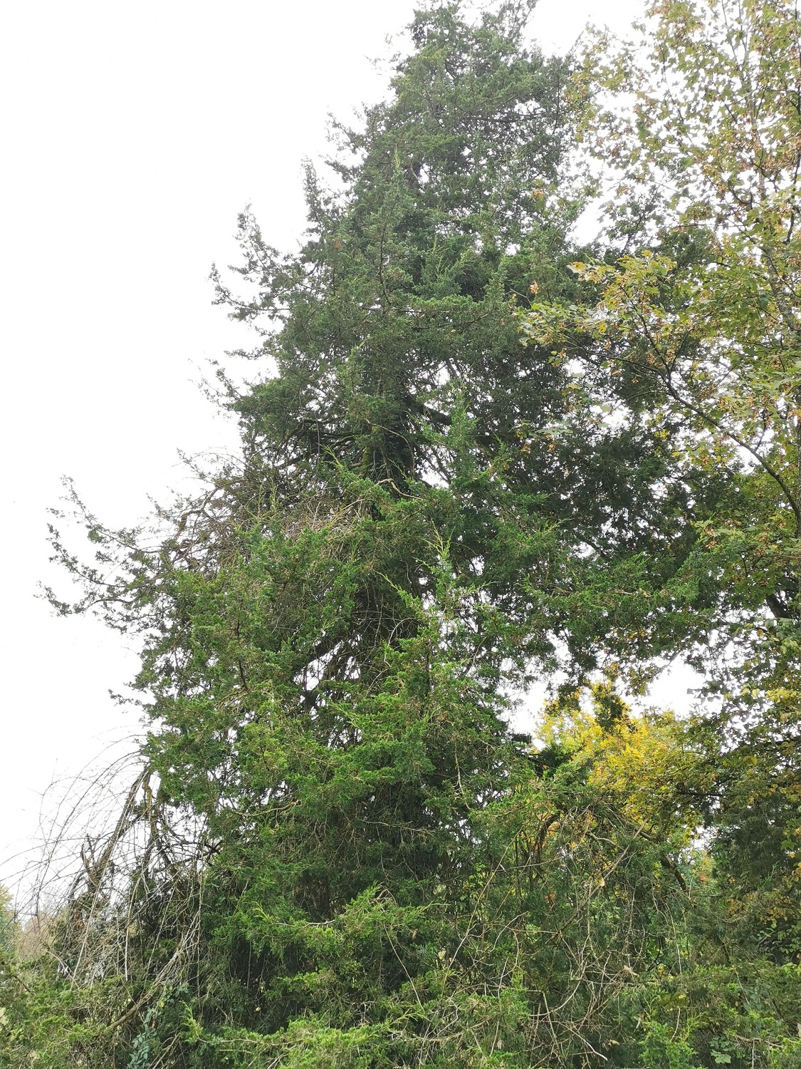 Juniperus virginiana - Dießen - Oktober 2024