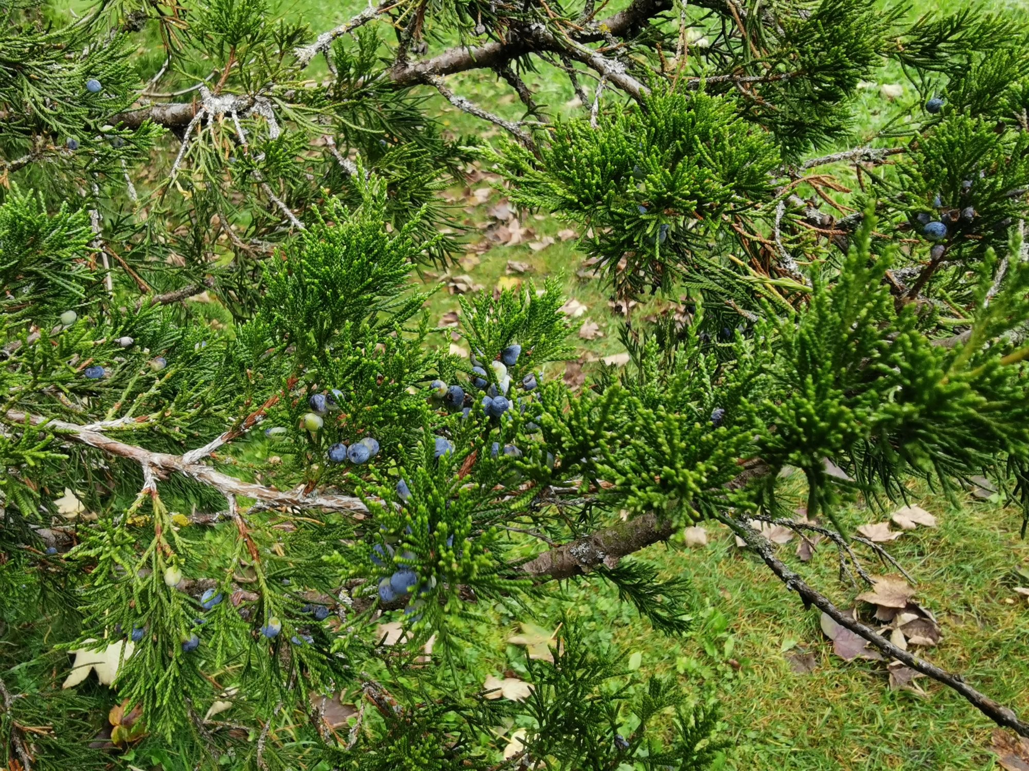 Juniperus virginiana - Dießen - Oktober 2024