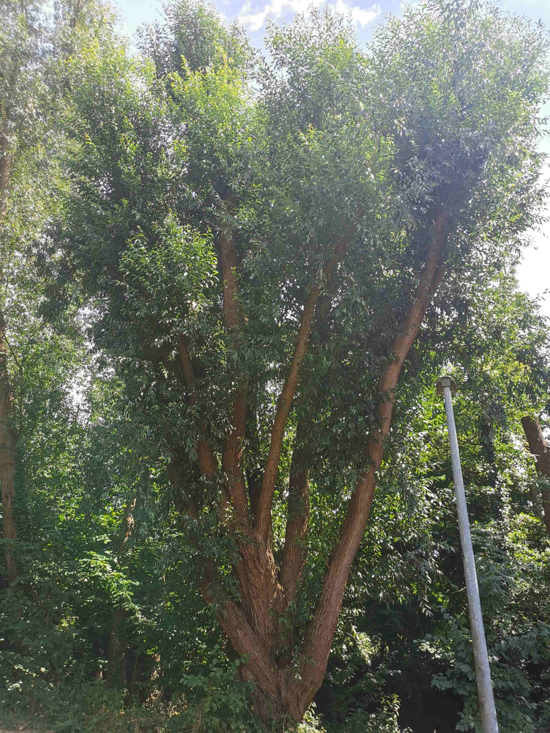 Salix pentandra - Schwabach - Juli 2025