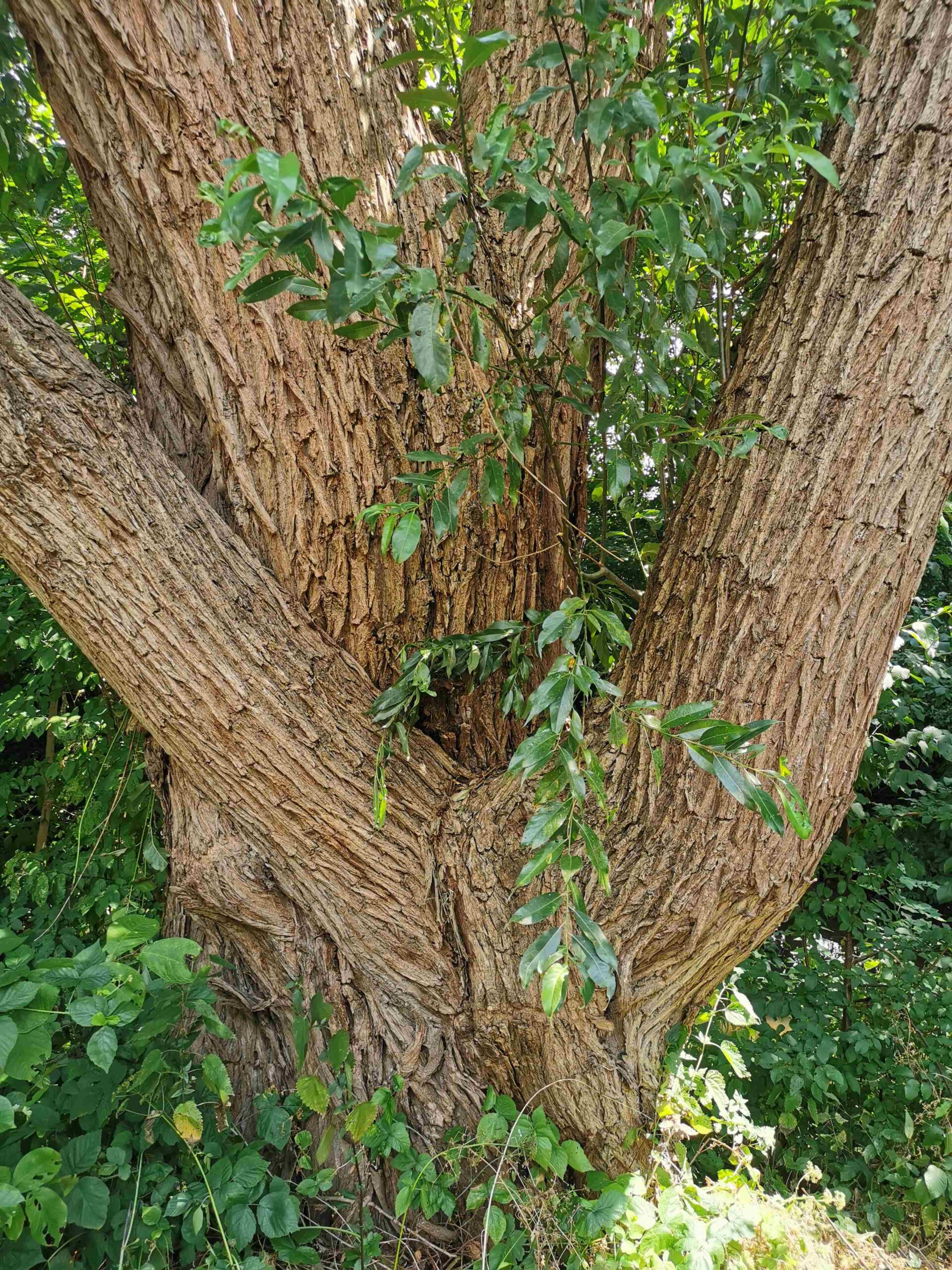 Salix pentandra - Schwabach - Juli 2025
