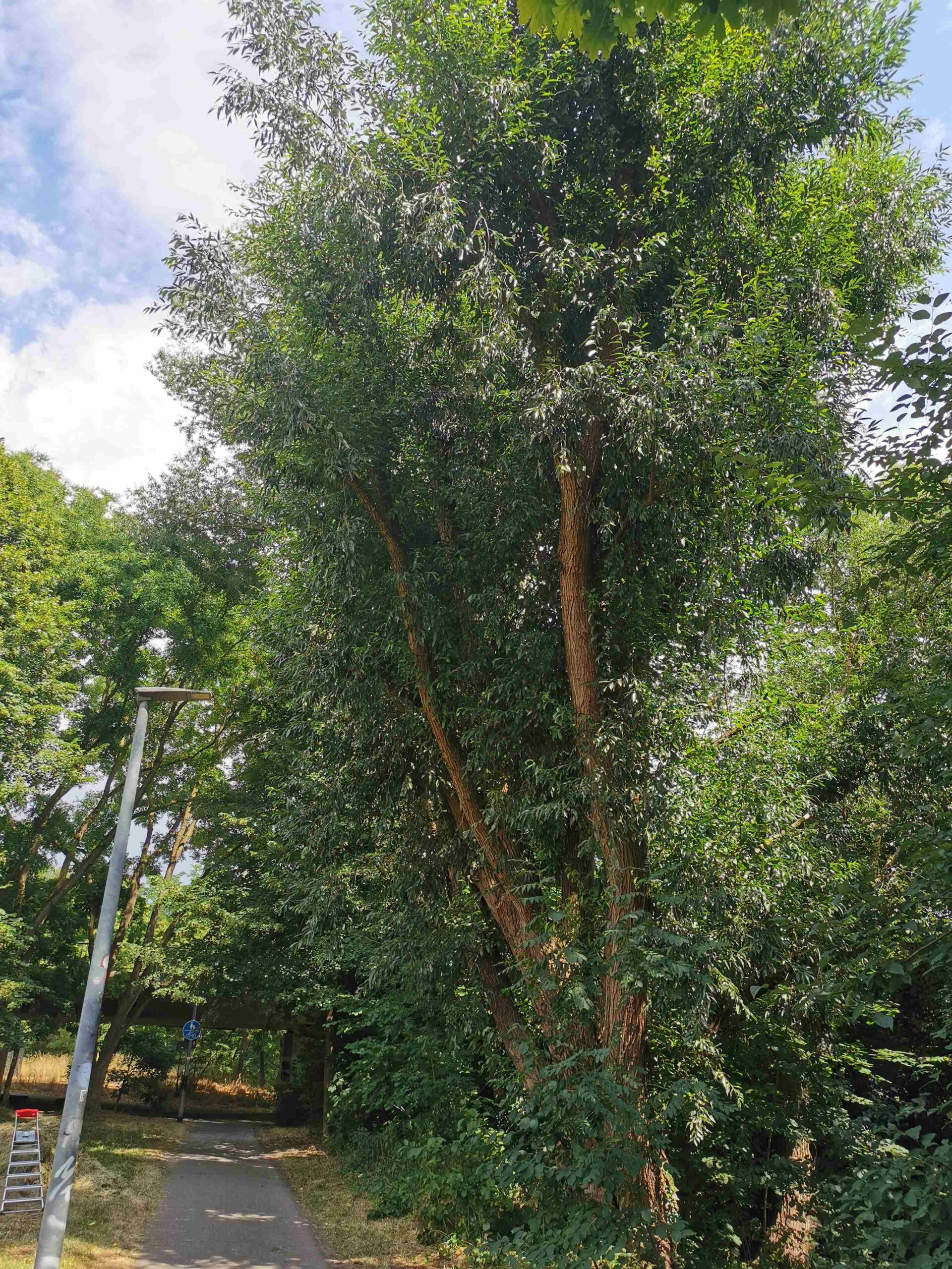 Salix pentandra - Schwabach - Juli 2025
