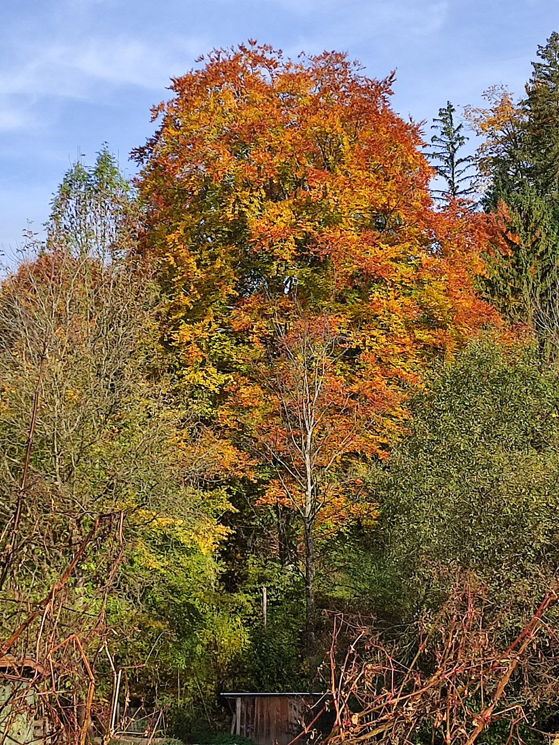 Rot-Buche am Bergener Bach - Sept. 2025