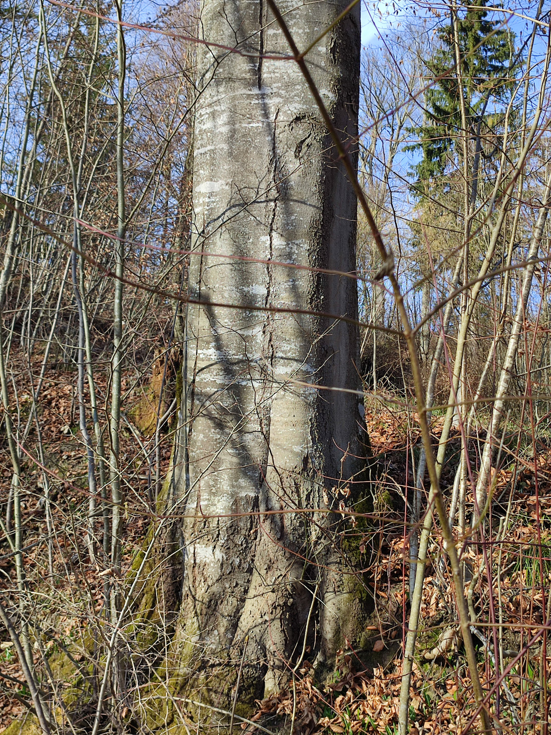 Rot-Buche am Bergener Bach - Sept. 2025