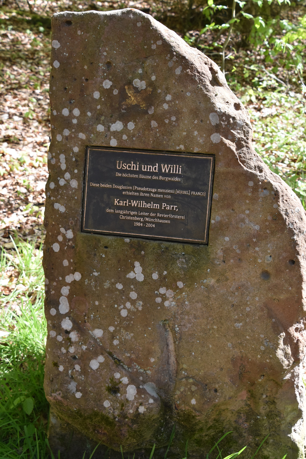 Pseudotsuga menziesii - Münchhausen - Okt.2025