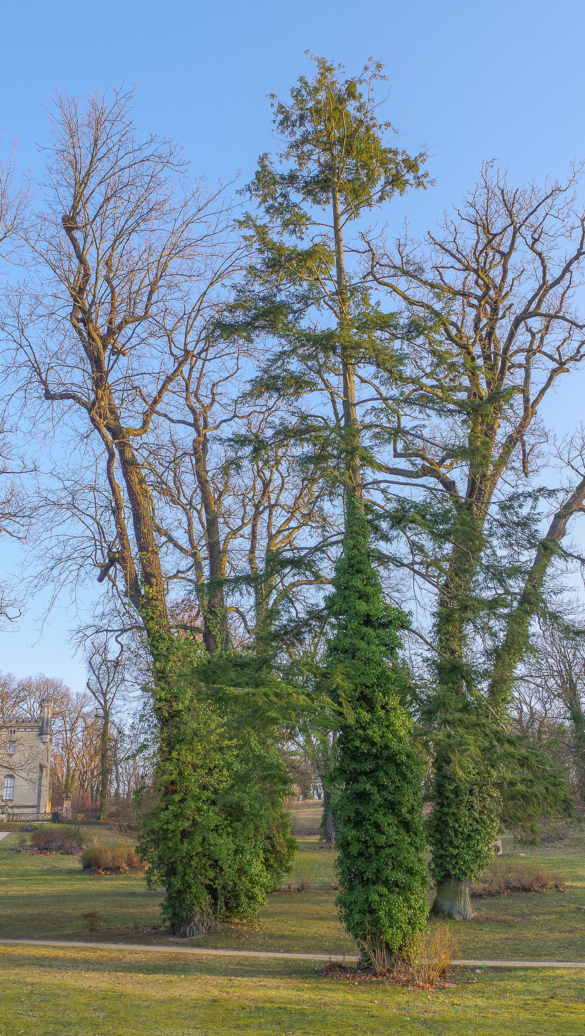 Tsuga canadensis - Potsdam-Babelsberg - März 2026