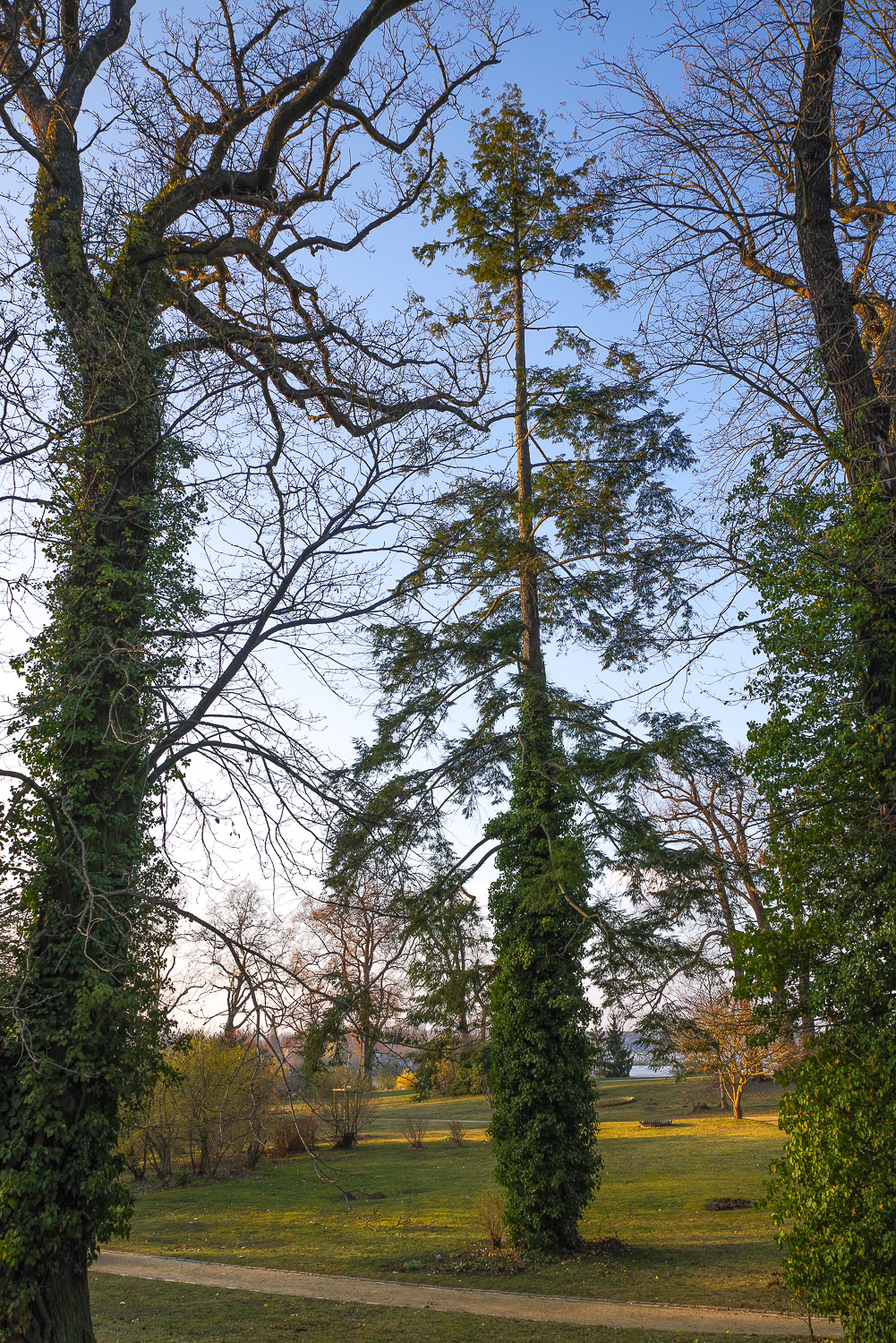 Tsuga canadensis - Potsdam-Babelsberg - März 2026