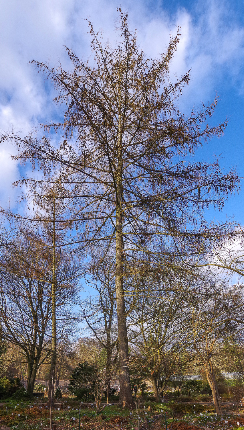 Larix × eurolepis - Potsdam - März 2026