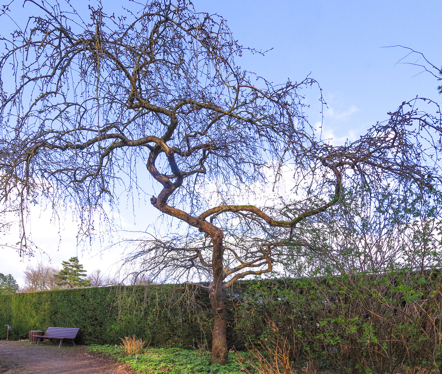 Malus × gloriosa - Potsdam - März 2027