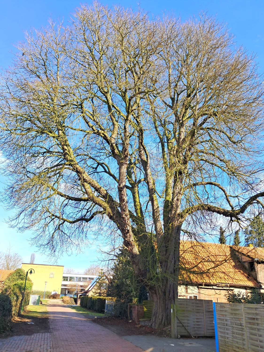 Aesculus hippocastanum - Stolzenau - Februar 2026