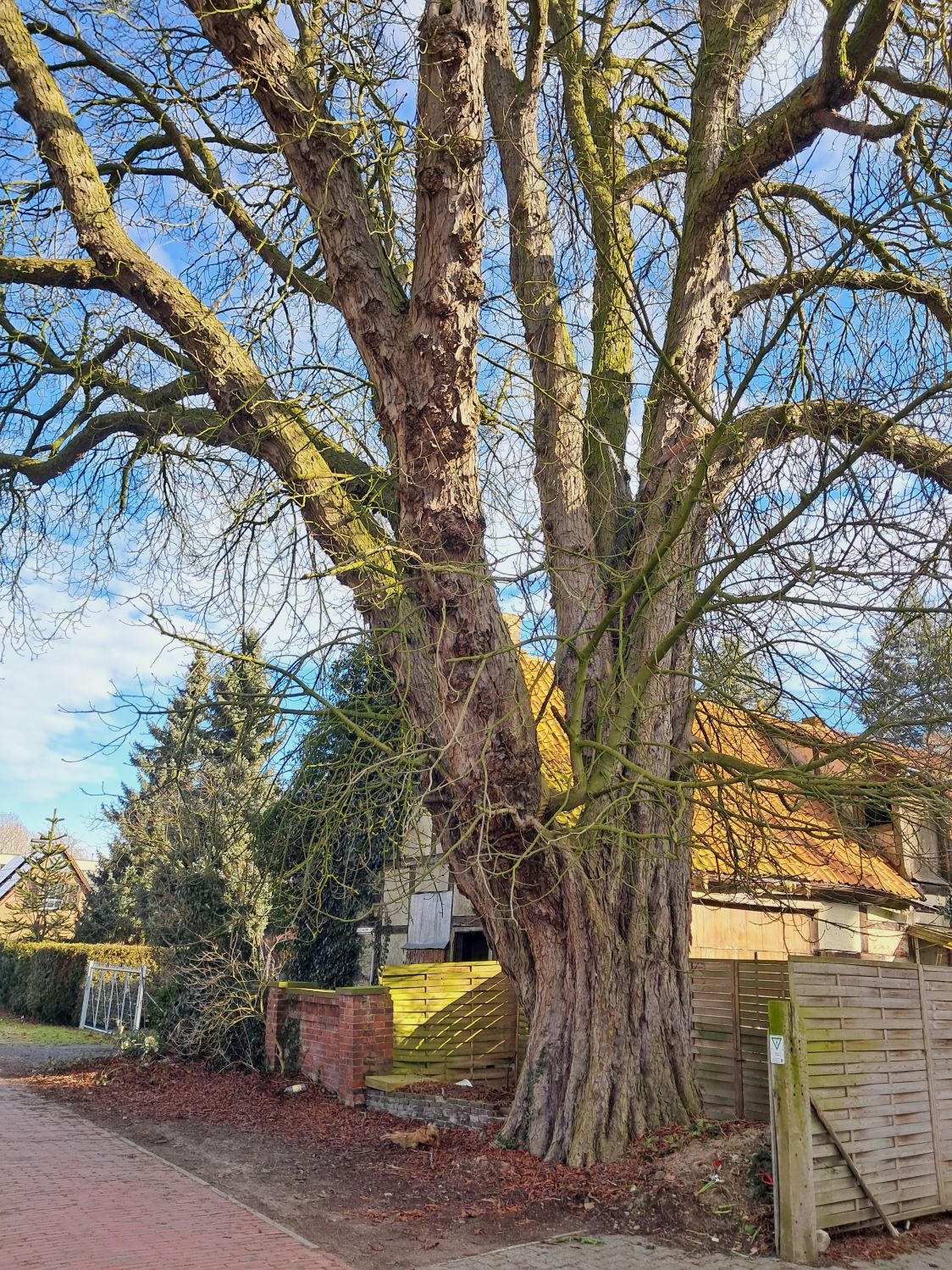 Aesculus hippocastanum - Stolzenau - Februar 2026