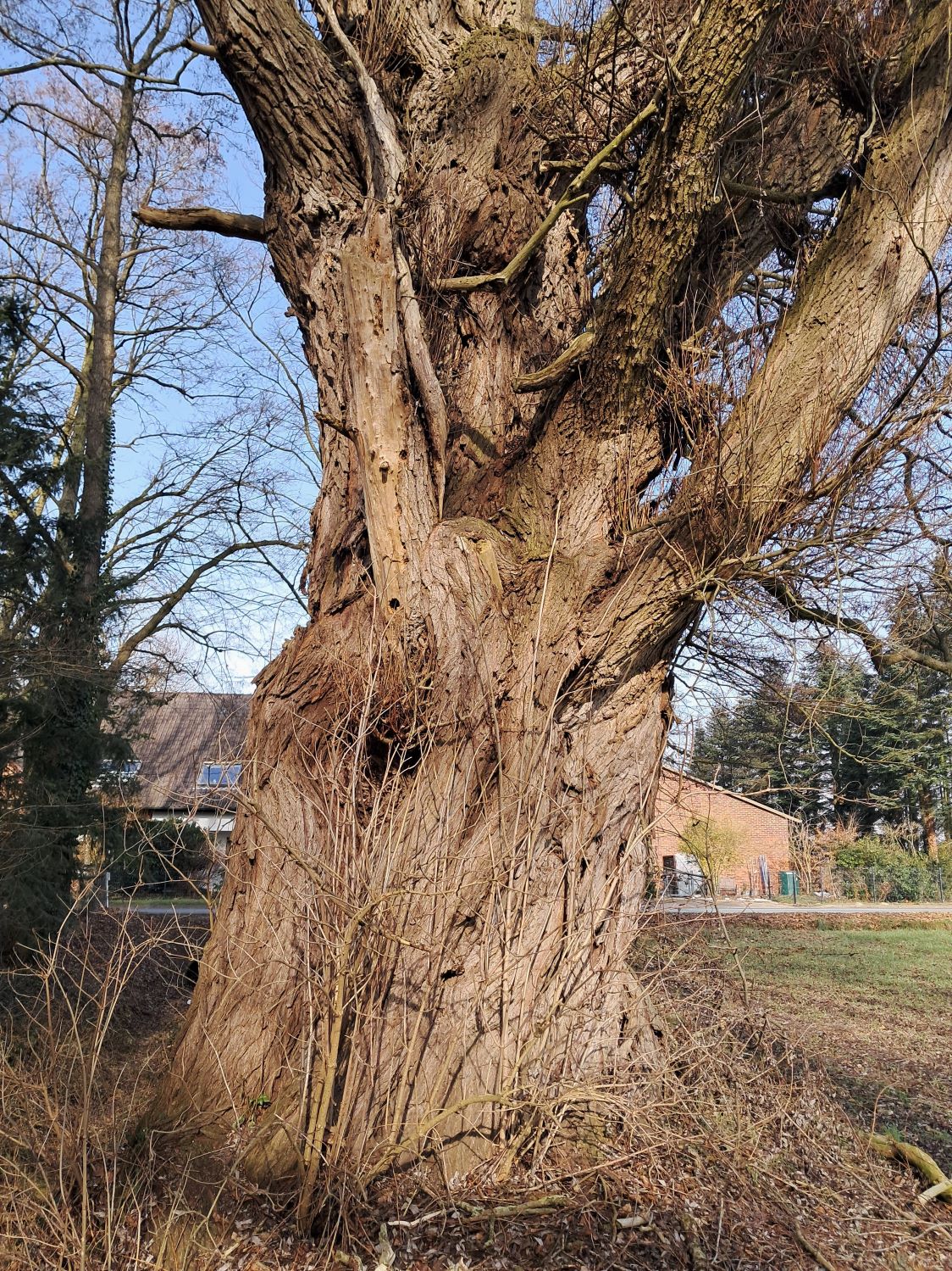 Salix alba - Stolzenau-Holzhausen - Februar 2026