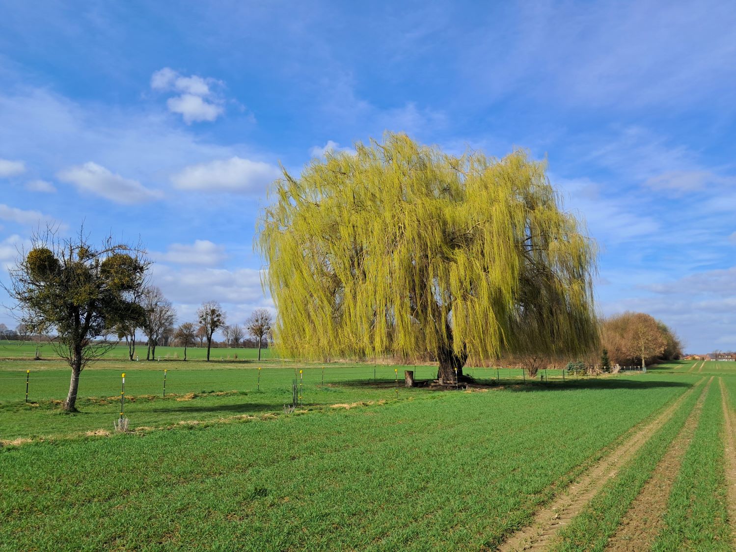 Salix × sepulcralis nothovar. Chrysocoma - Rosdorf-Lemshausen - März 2026