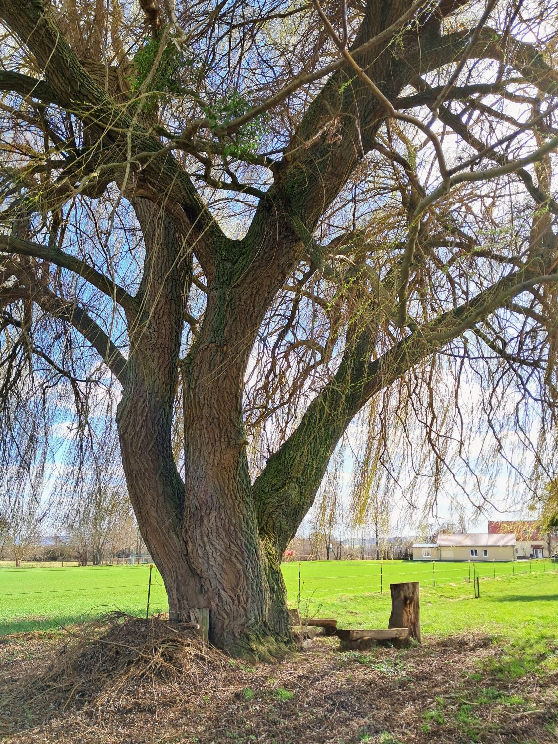Salix × sepulcralis nothovar. chrysocoma - Rosdorf-Lemshausen - März 2026