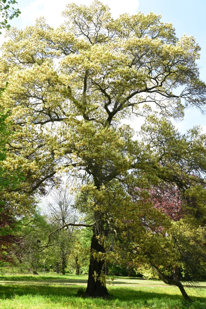 Quercus coccinea - Magdeburg - Mai 2015