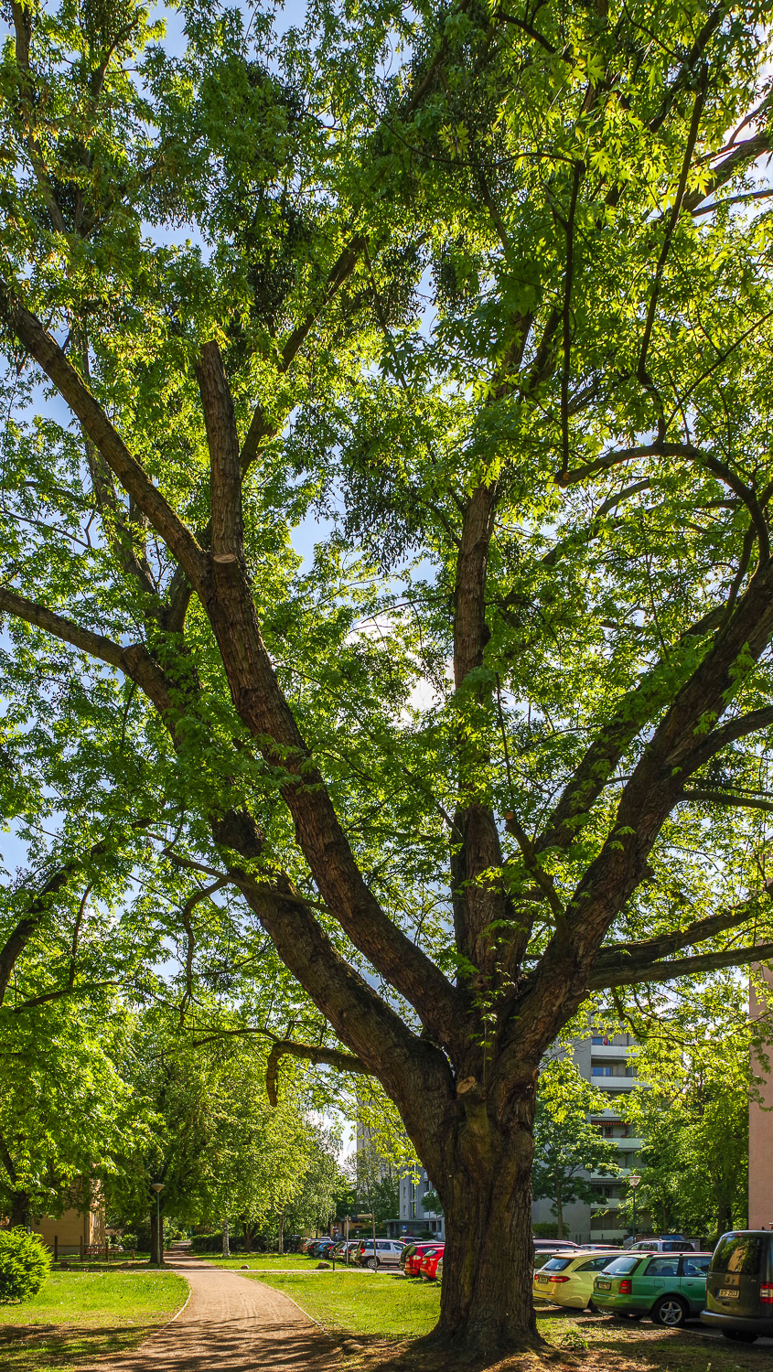 Acer saccharinum - Potsdam - April 2026