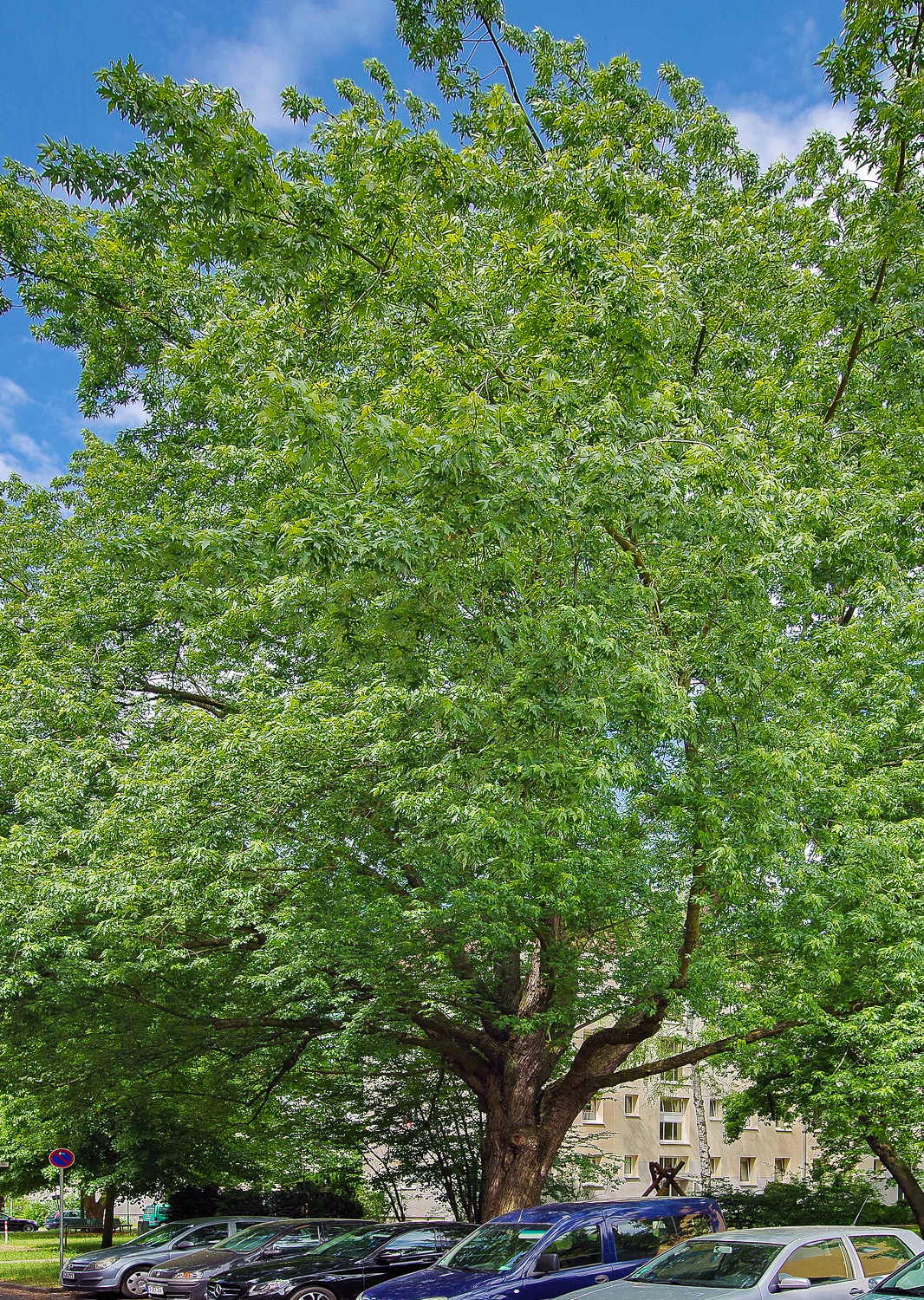 Acer saccharinum - Potsdam - April 2026