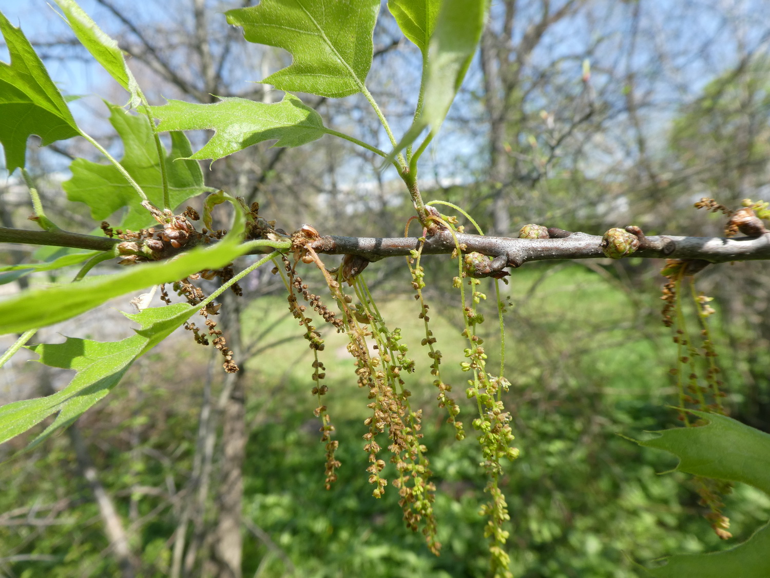 Quercus ellipsoidalis - Dresden Botanischer Garten - April 2018