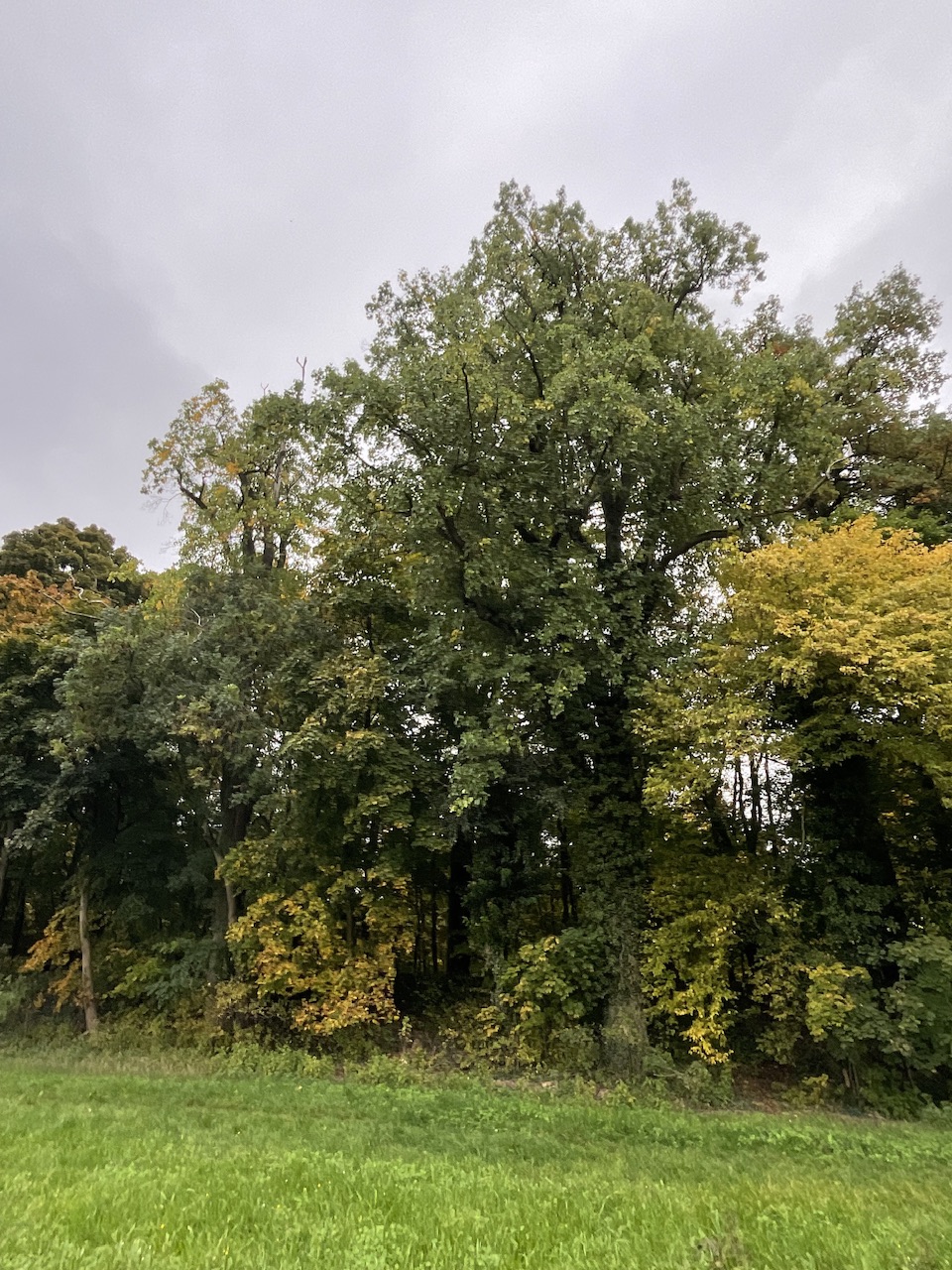 Liriodendron tulipifera - Nürnberg-Gerasmühle - Okt. 2025