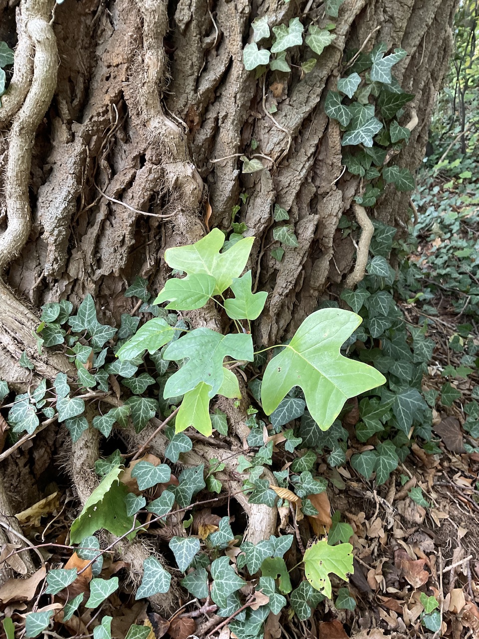 Liriodendron tulipifera - Nürnberg-Gerasmühle - Okt. 2025