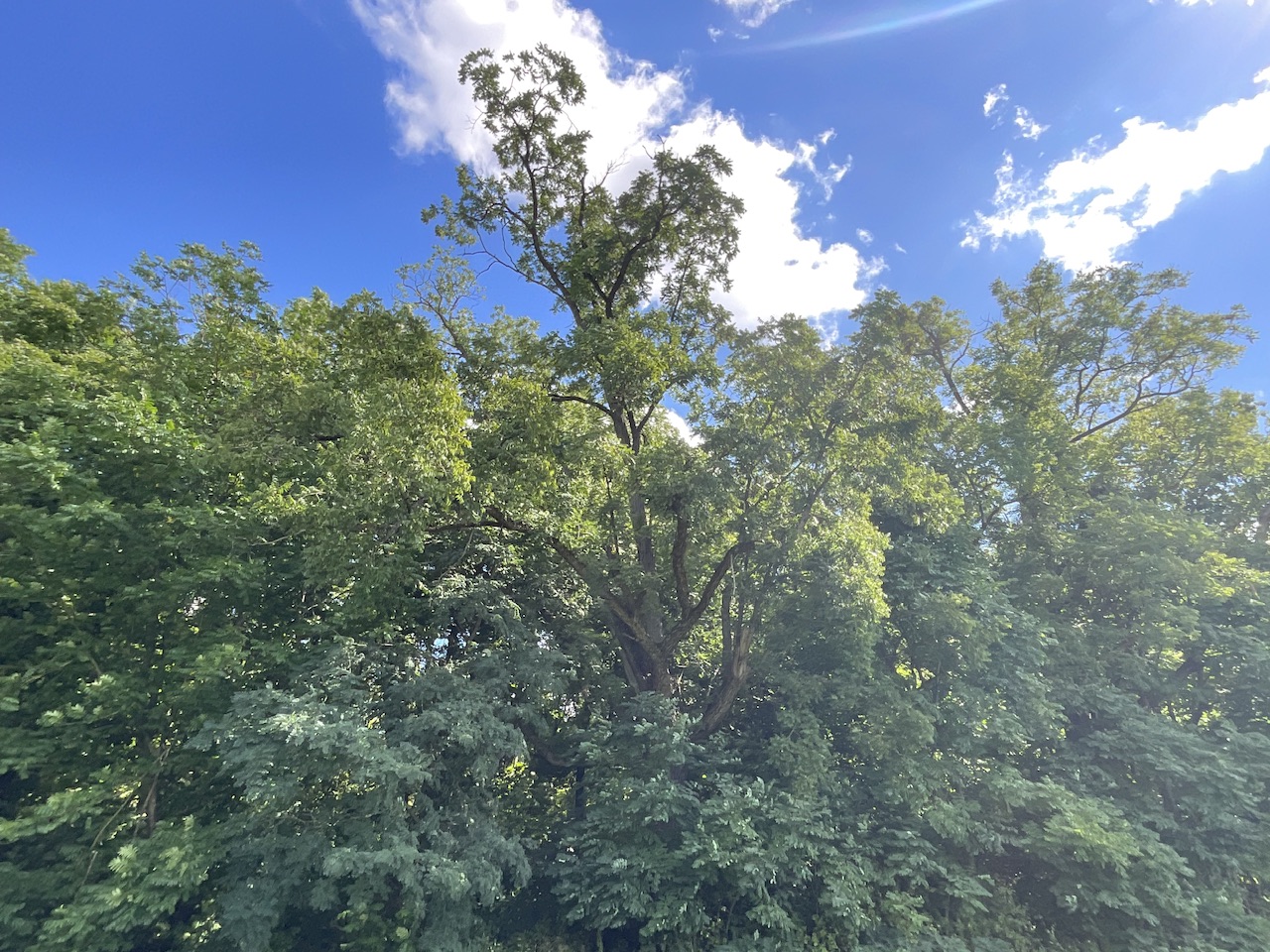 Juglans nigra - Nürnberg-Gerasmühle - Sept. 2025