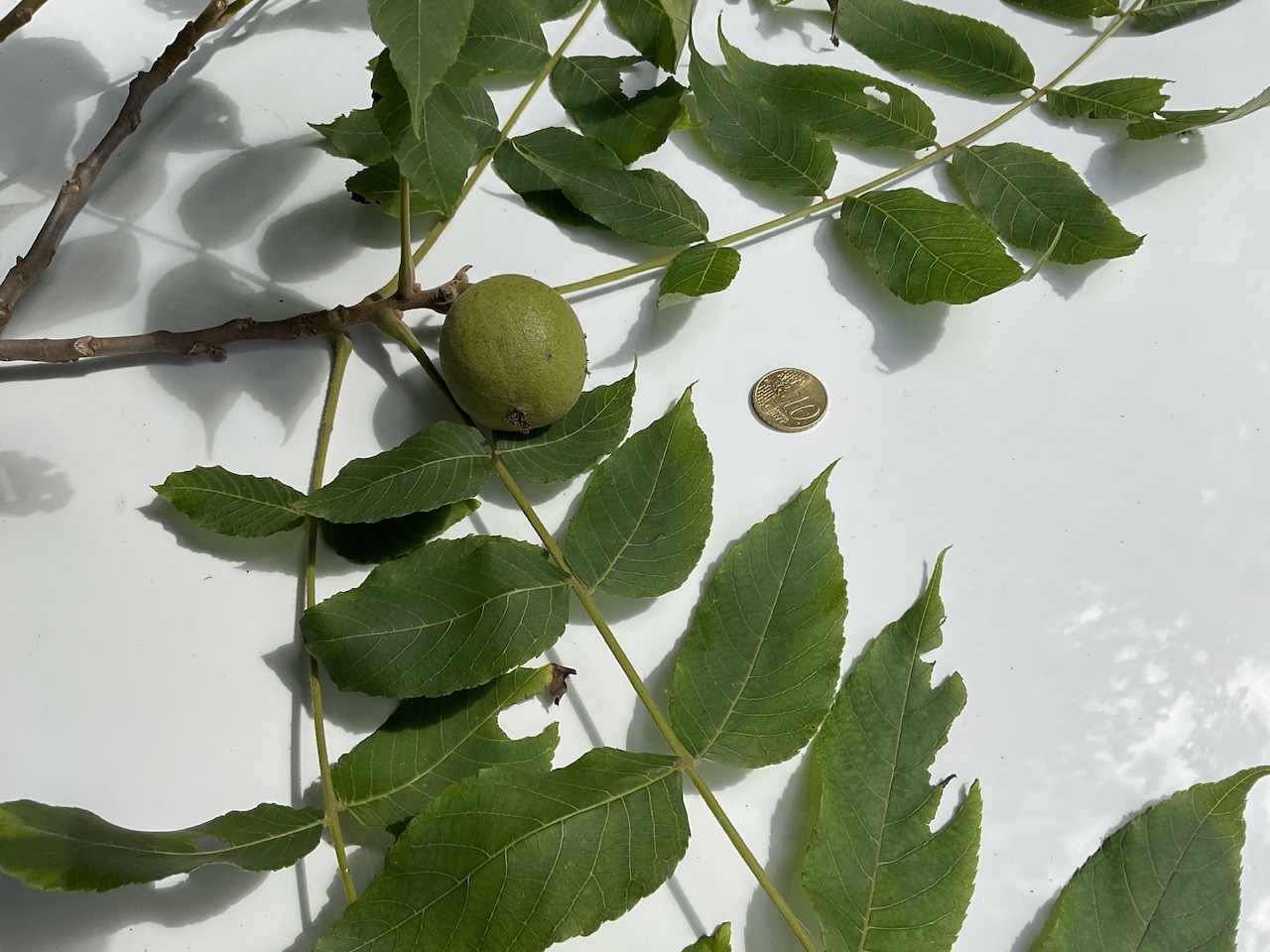 Juglans nigra - Nürnberg-Gerasmühle - Sept. 2025