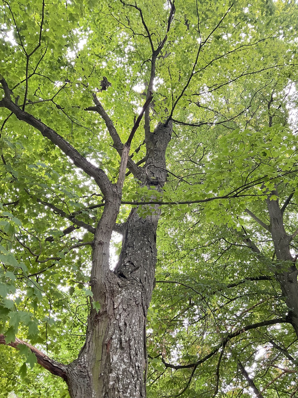 Acer saccharum - Nürnberg-Gerasmühle - Sept. 2025