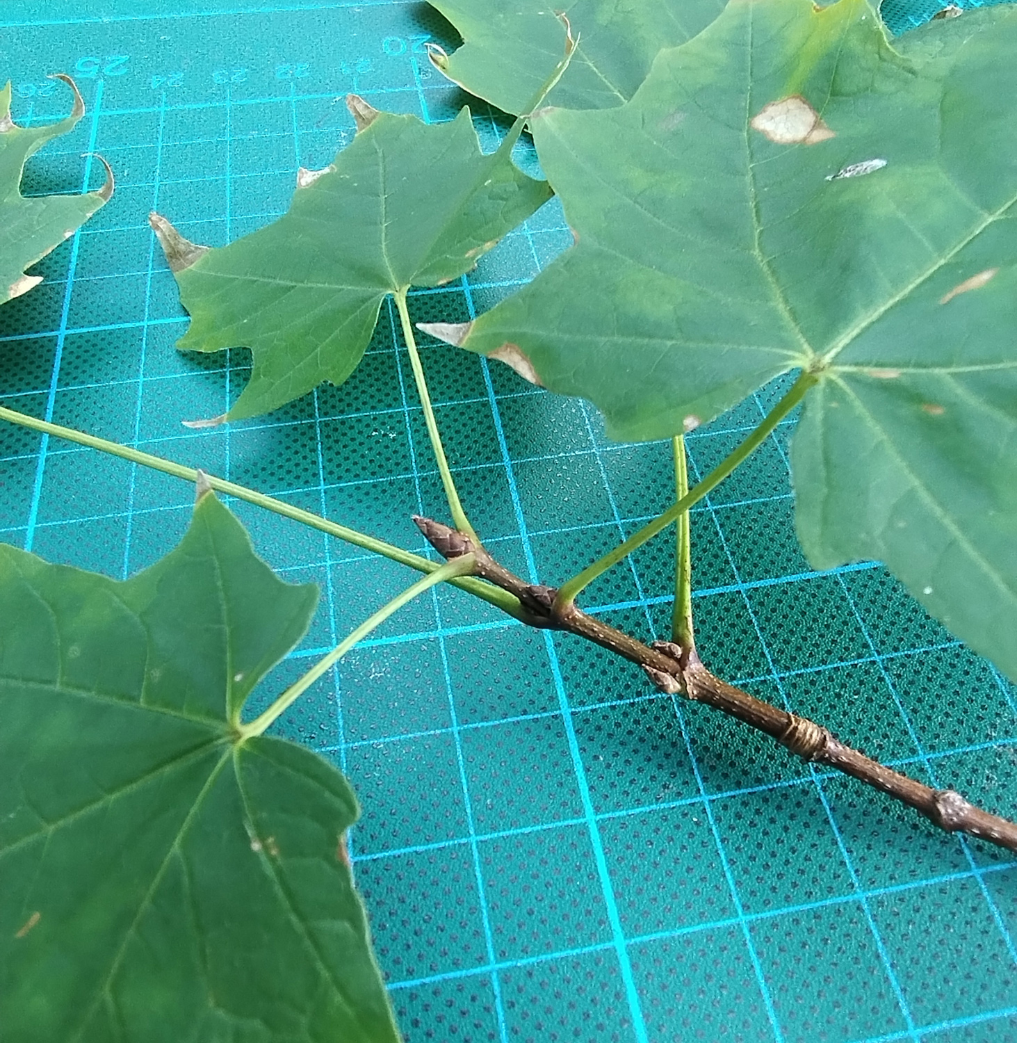 Acer saccharum, Knospen - Nürnberg-Gerasmühle - Sept. 2025