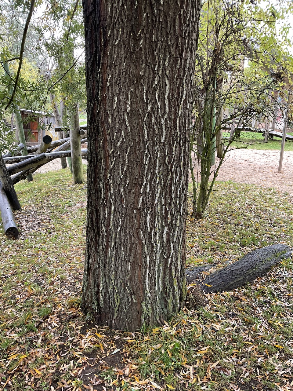 Salix alba 'Liempde' - Nürnberg-Gaulnhofen - Okt. 2025