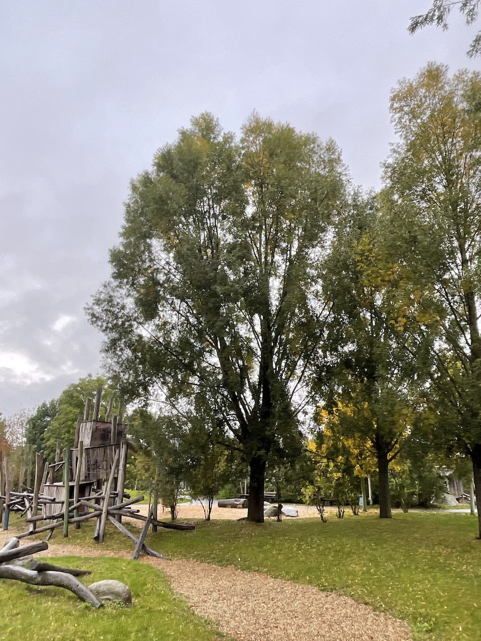 Salix alba 'Liempde' - Nürnberg-Gaulnhofen - Okt. 2025
