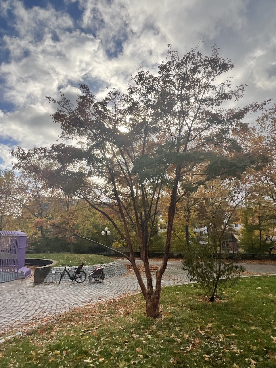 Acer-griseum - Nürnberg-Altstadt - Nov. 2025