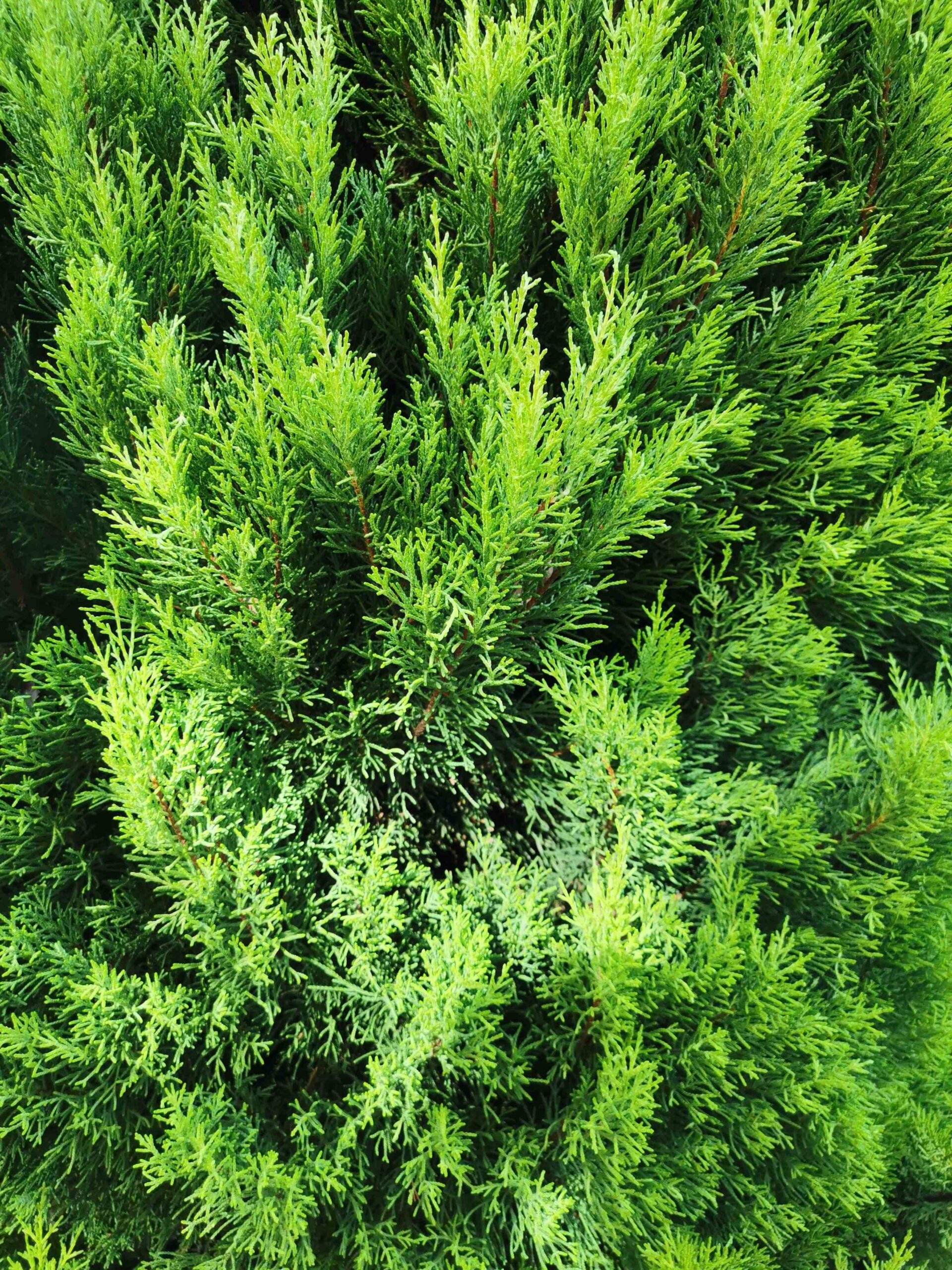 Cupressus macrocarpa 'Goldcrest'- Nürnberg-St. Johannis, Johannisfriedhof - Oktober 2025