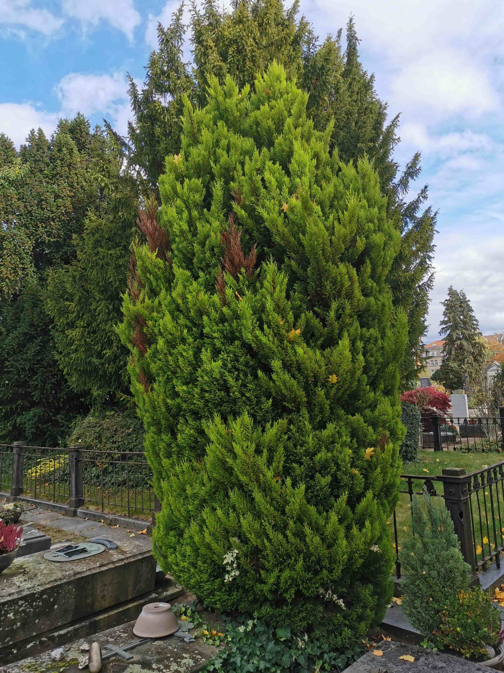 Cupressus macrocarpa 'Goldcrest'- Nürnberg-St. Johannis, Johannisfriedhof - Oktober 2025