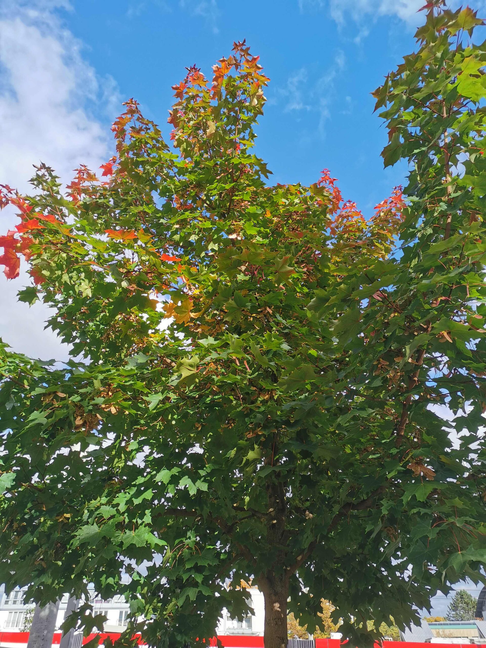Acer truncatum 'Pacific Sunset' - Nürnberg-Mögeldorf - Oktober 2025