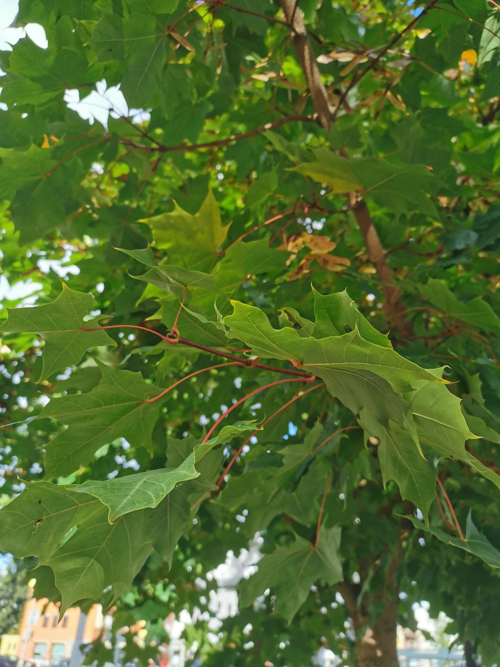 Acer truncatum 'Pacific Sunset' - Nürnberg-Mögeldorf - Oktober 2025