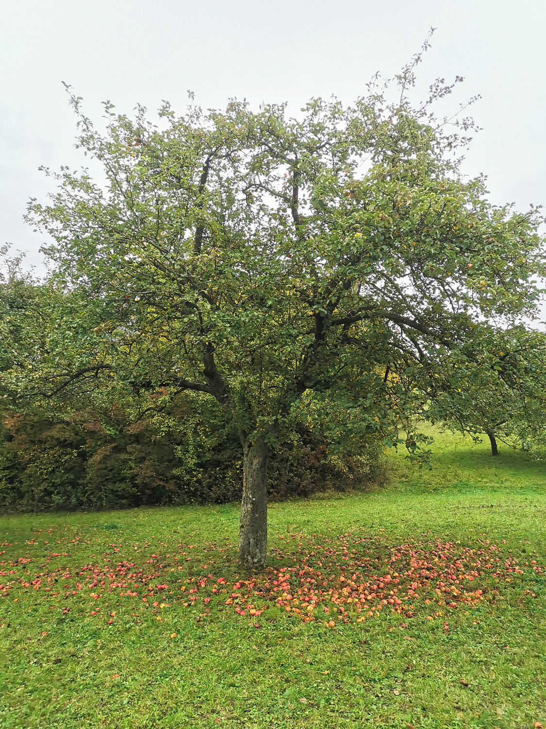 Malus domestica 'Kesseltaler Streifling'- Burgbernheim - Oktober 2025