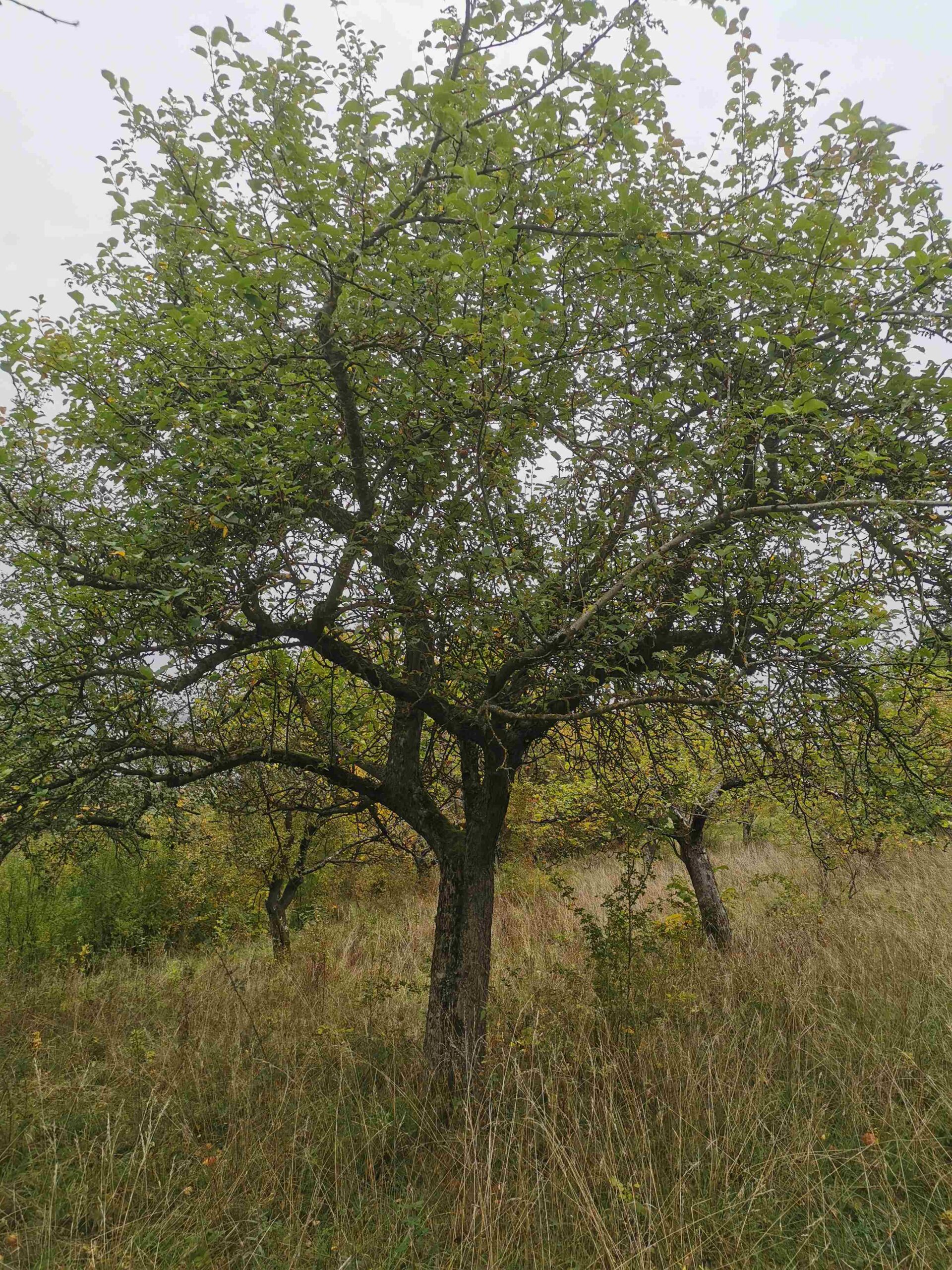 Malus domestica 'Rötliche Renette' - Burgbernheim - Oktober 2025