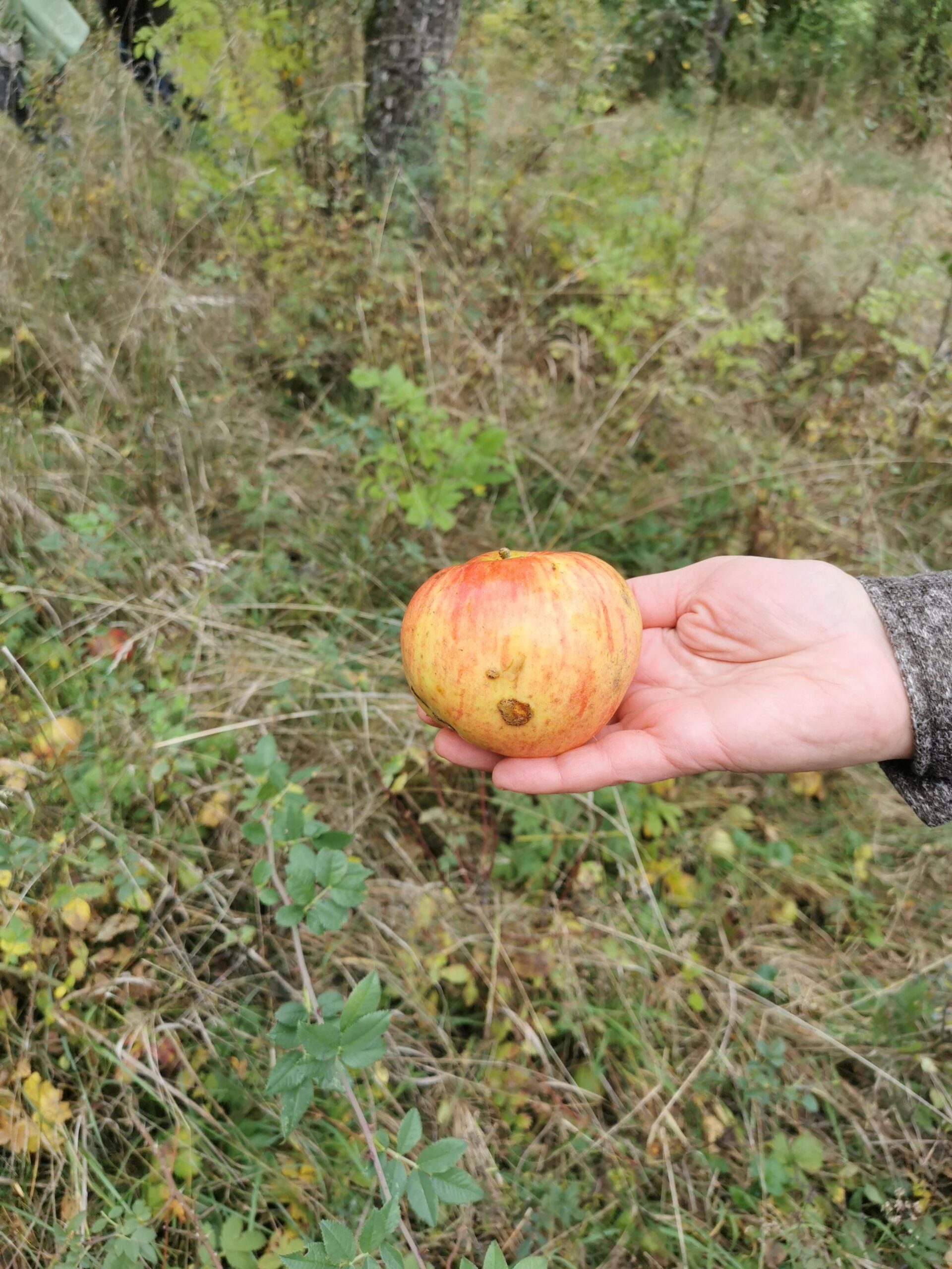Malus domestica 'Rötliche Renette' - Burgbernheim - Oktober 2025