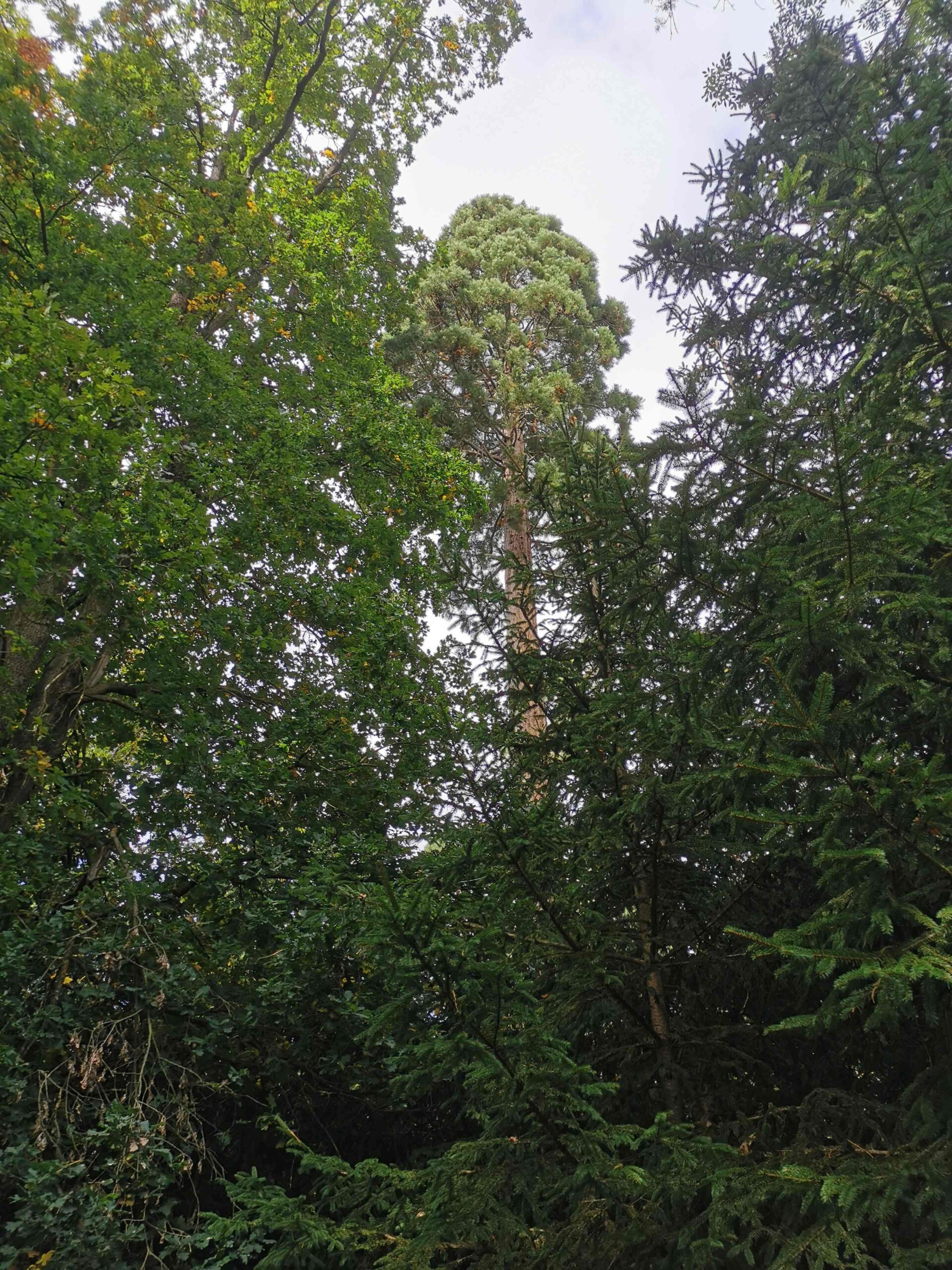 Sequoiadendron giganteum - Ellingen - Oktober 2025