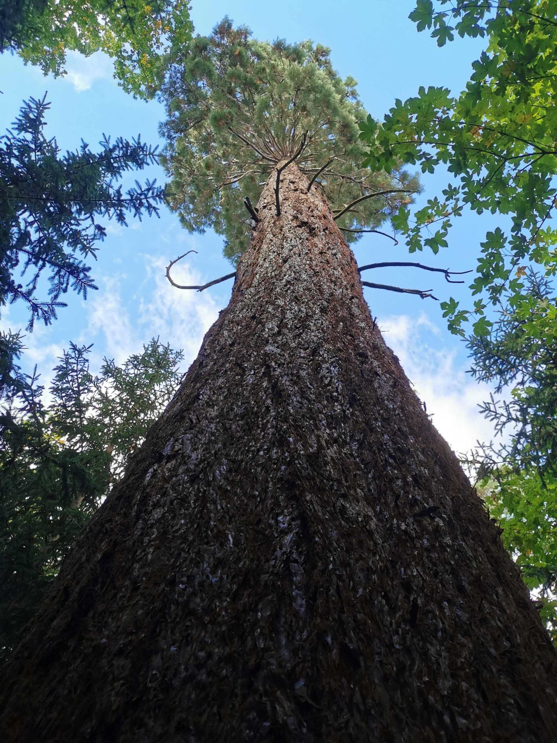 Sequoiadendron giganteum - Ellingen - Oktober 2025