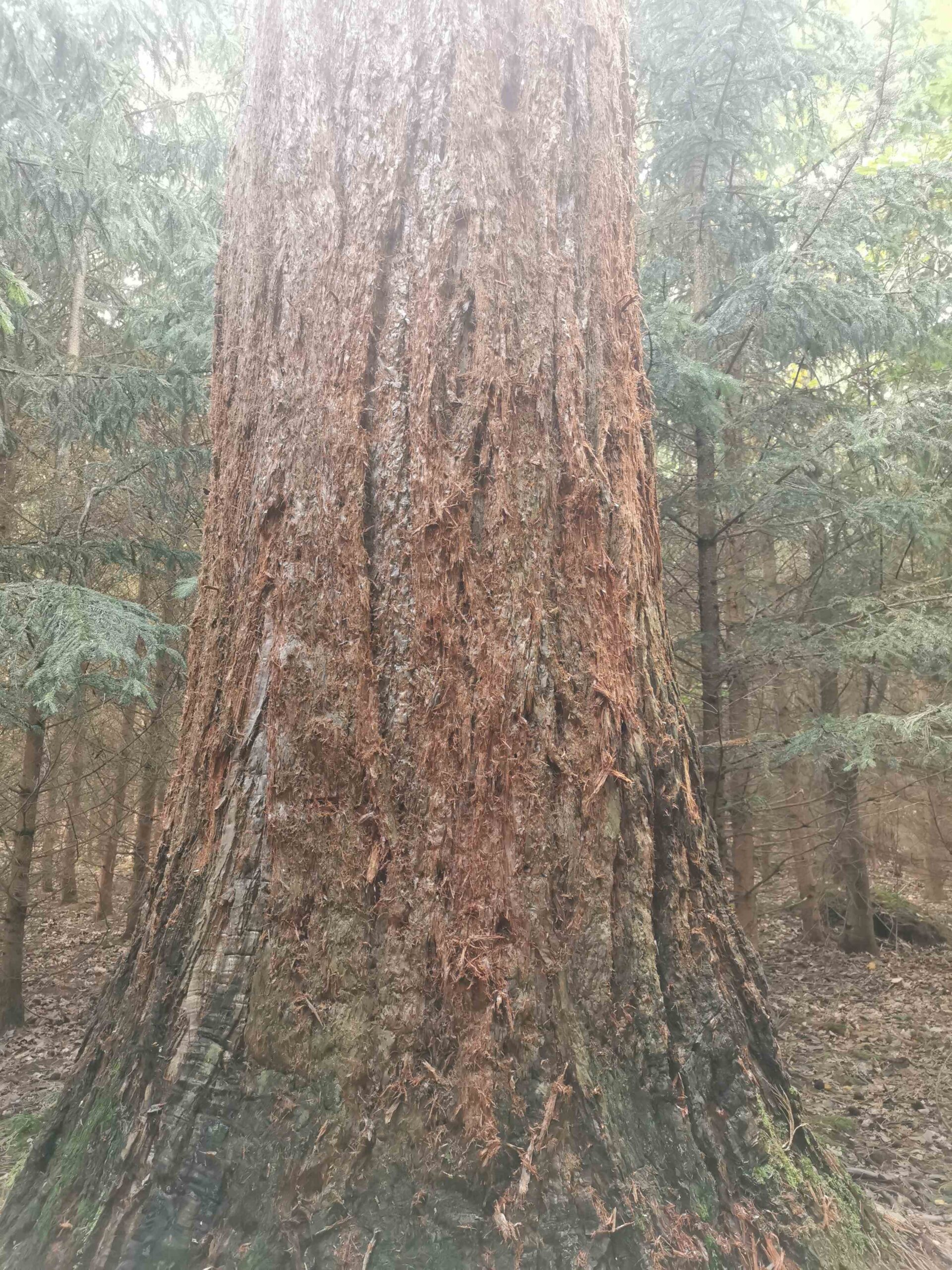 Sequoiadendron giganteum - Ellingen - Oktober 2025