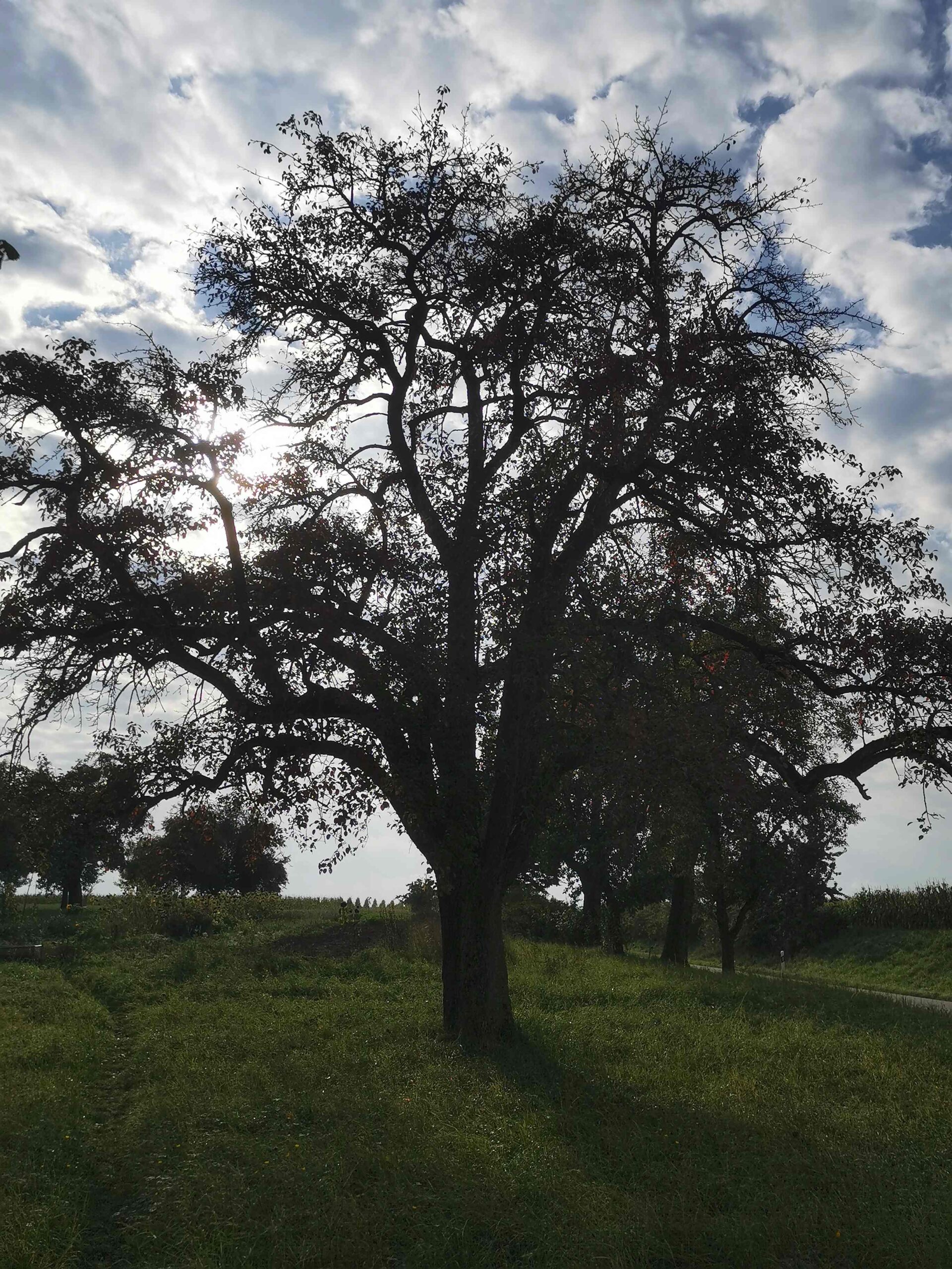 Pyrus communis 'Schweizer Wasserbirne' - Leuzendorf - August 2025