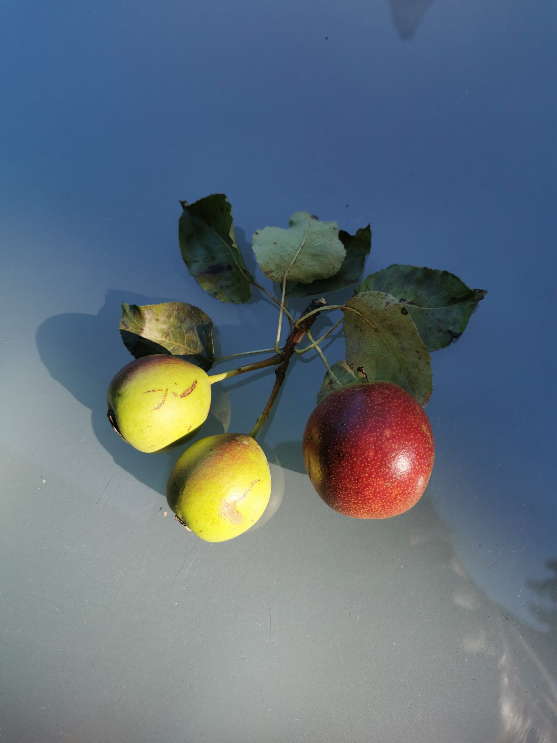 Pyrus communis 'Schweizer Wasserbirne' - Leuzendorf - August 2025