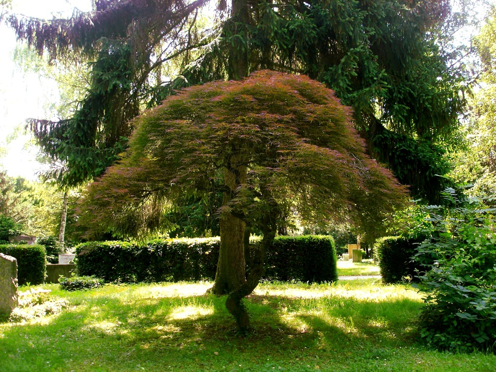 Acer palmatum 'Dissectum' - Stuttgart, Pragfriedhof - Juni 2013
