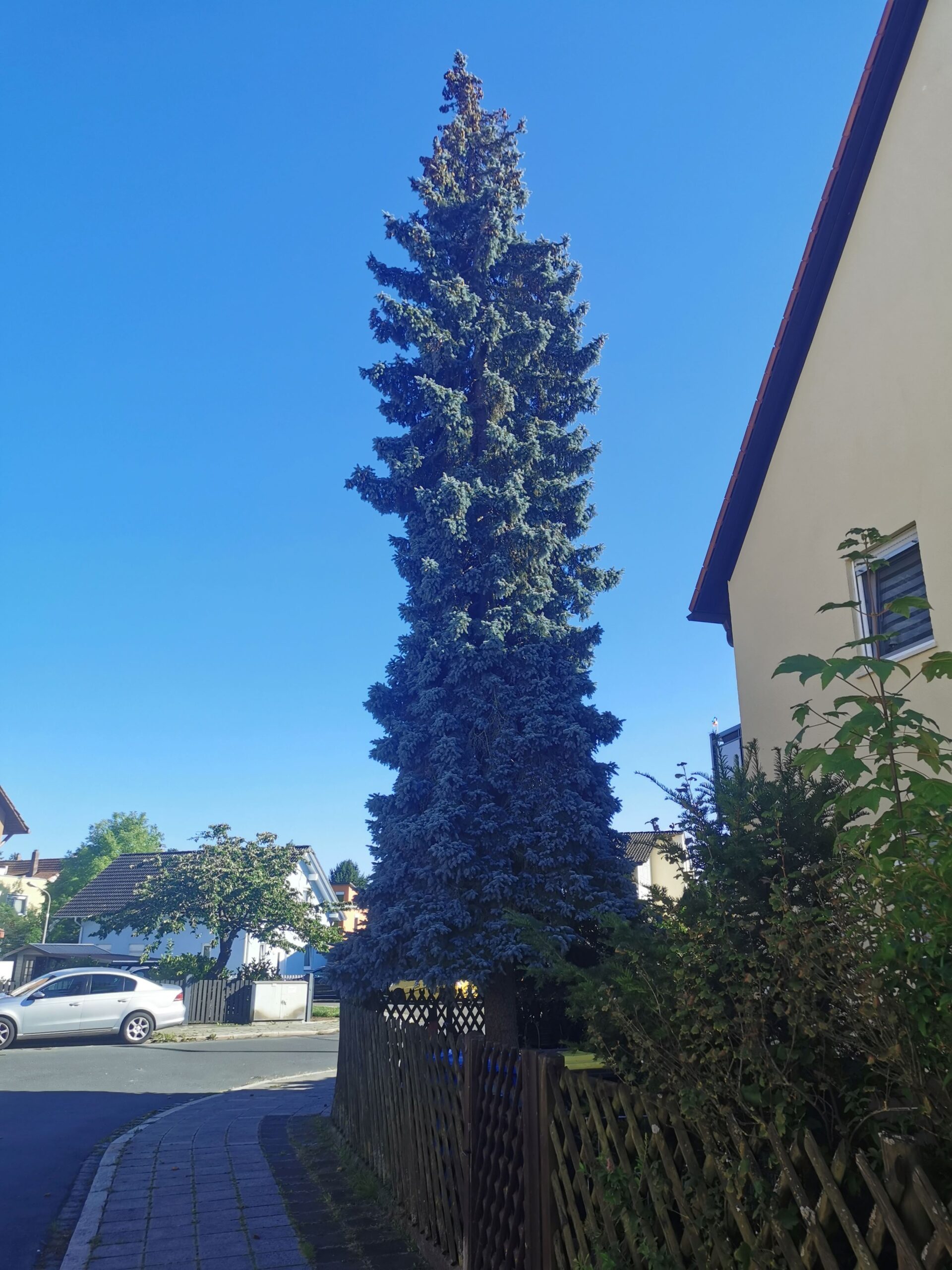 Picea pungens 'König Albert' - Nürnberg-Eibach - September 2025