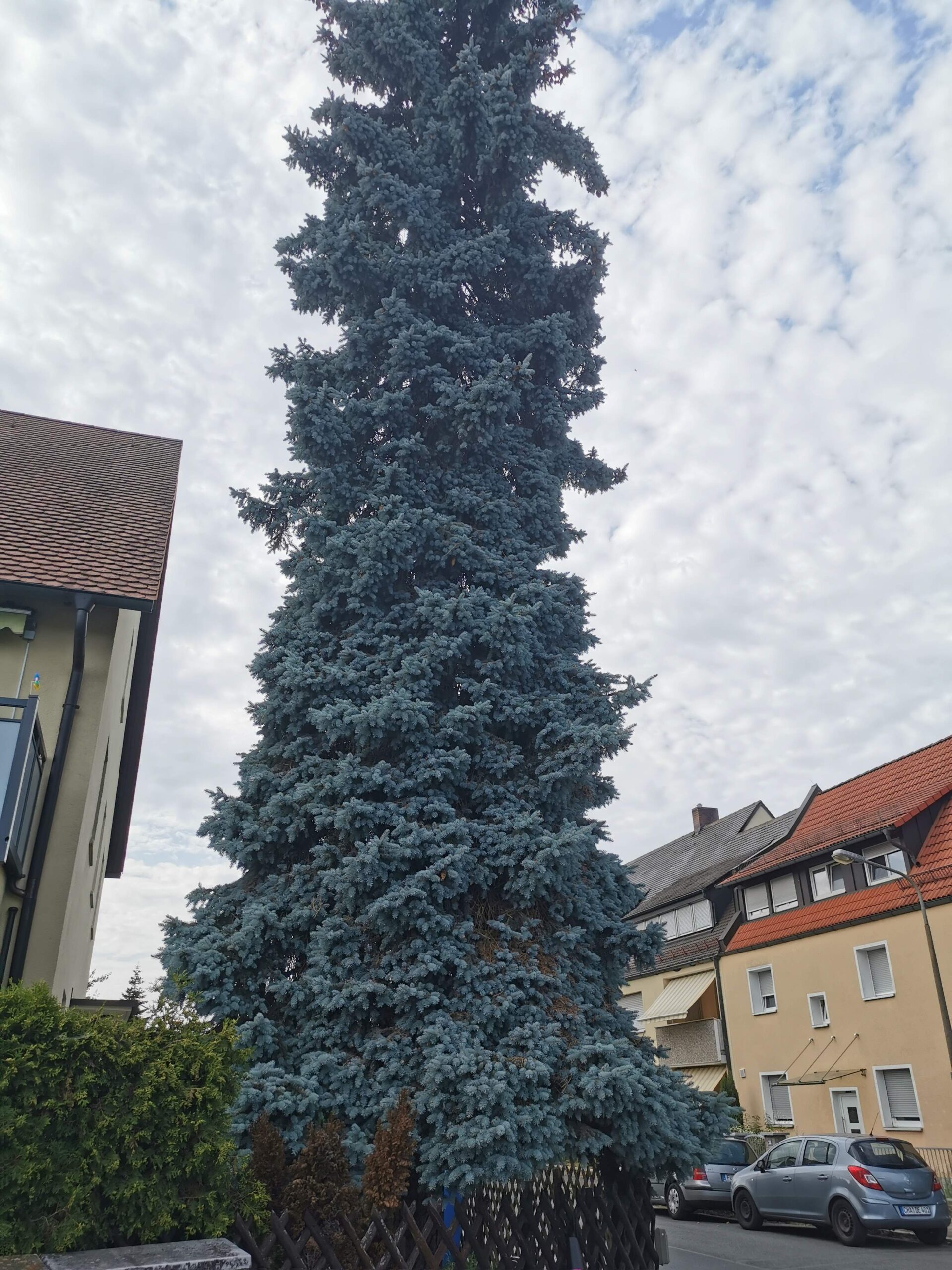 Picea pungens 'König Albert' - Nürnberg-Eibach - September 2025