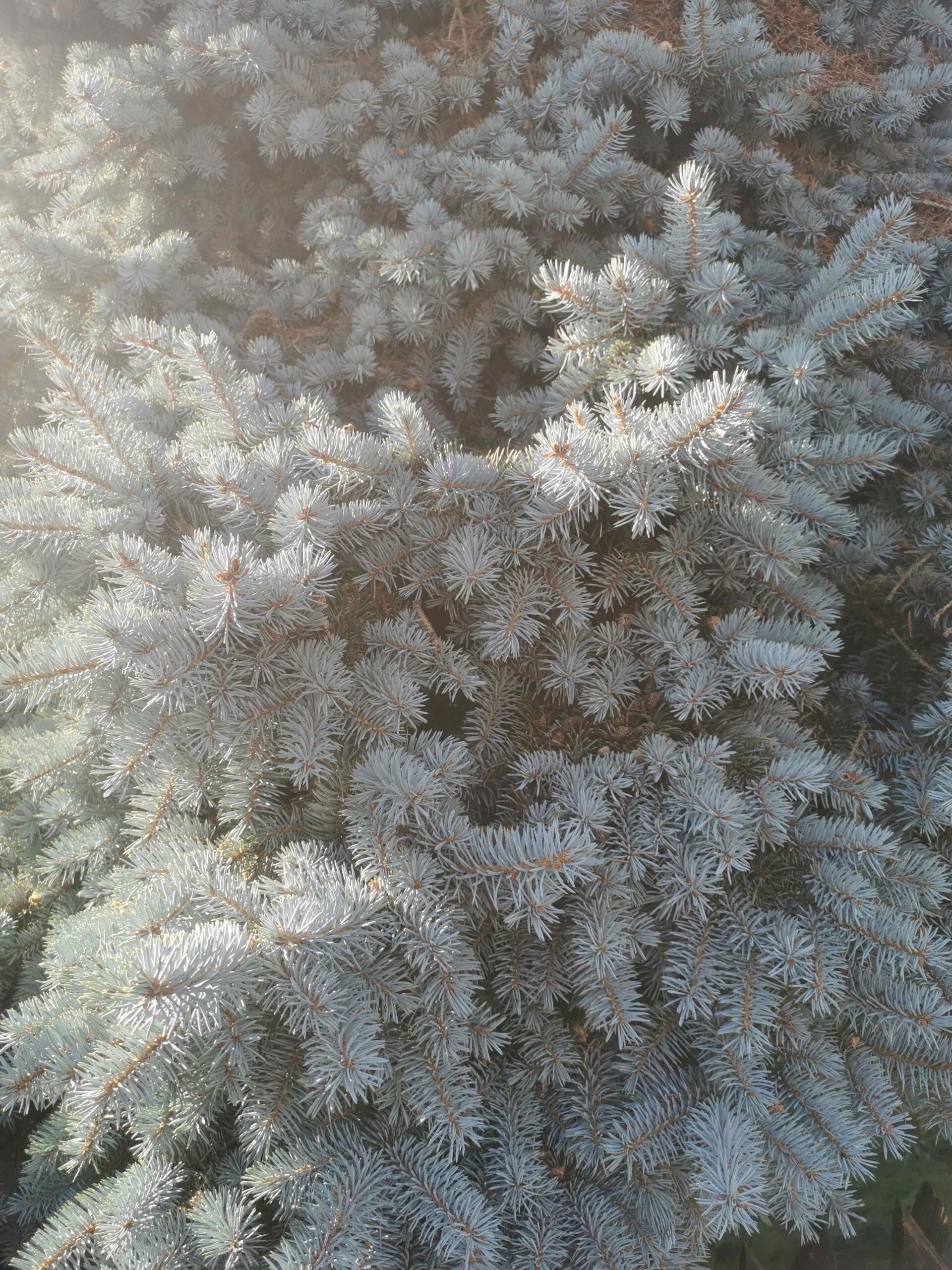 Picea pungens 'König Albert' - Nürnberg-Eibach - September 2025