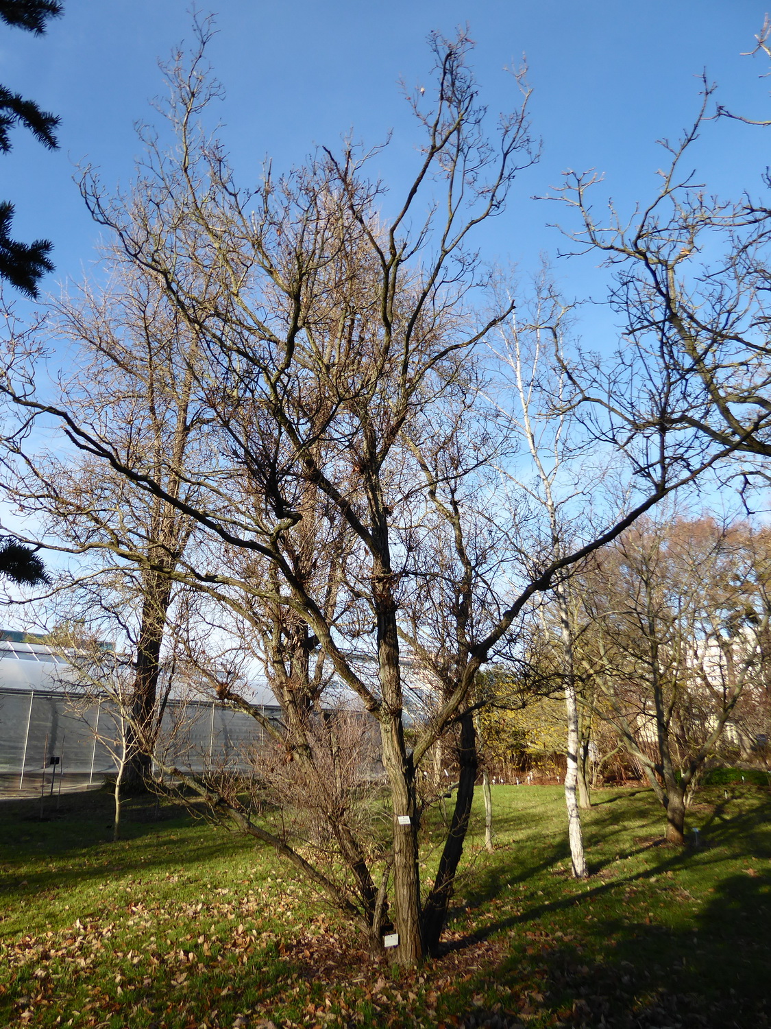 Quercus serrata - Dresden Botanischer Garten - Januar 2023